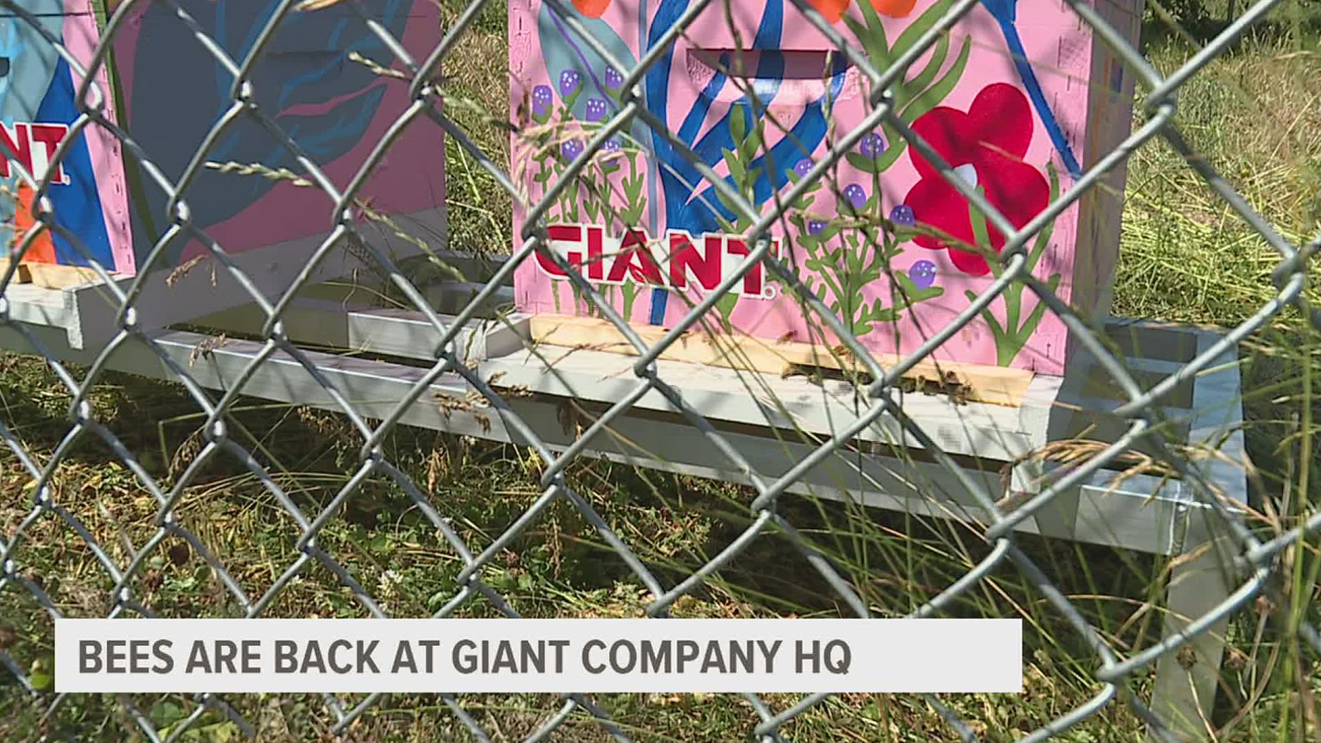 Earlier this year, beehives were stolen from Giant's Carlisle headquarters. They've now returned.