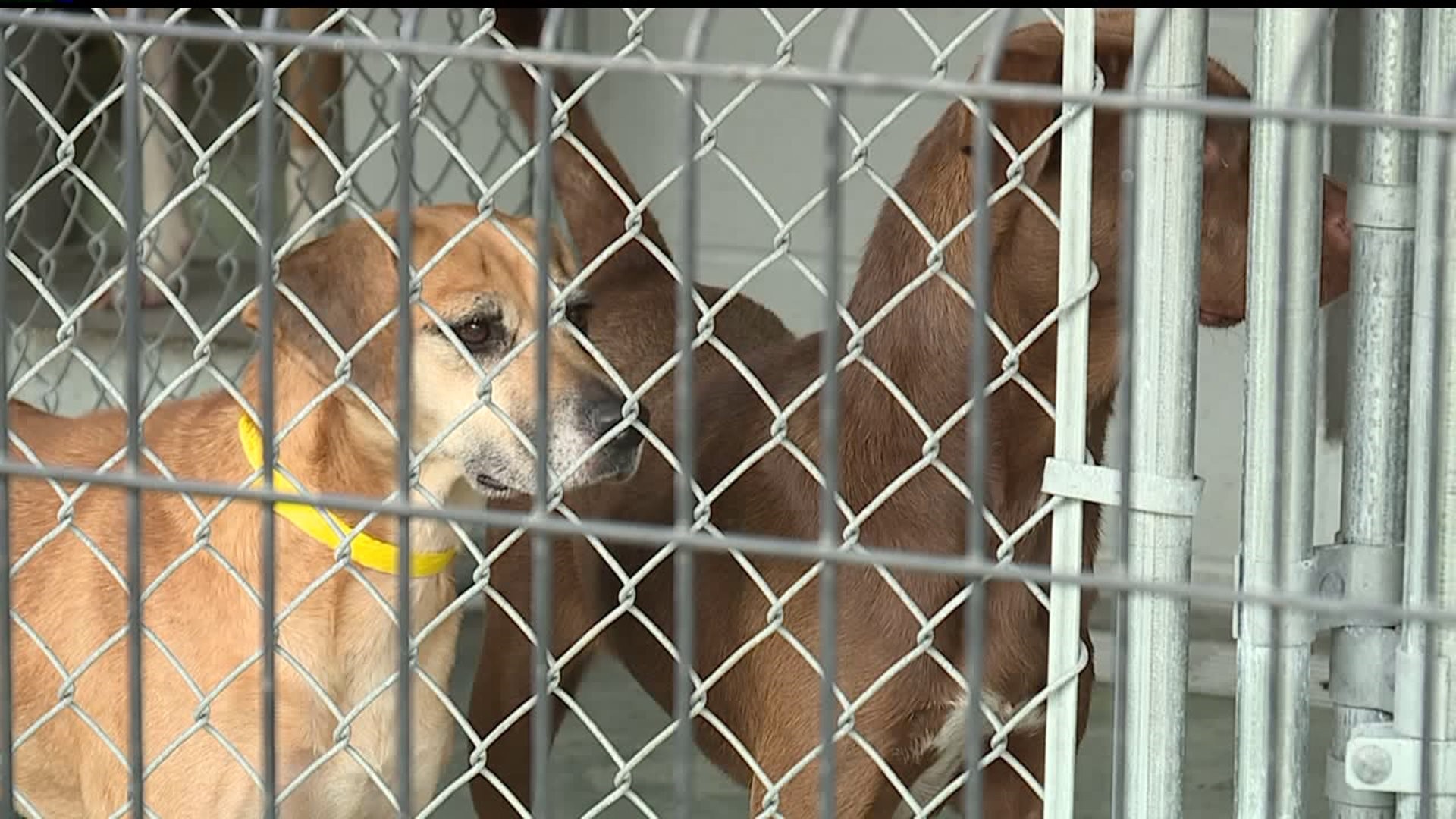 Lancaster County SPCA to close as animal lovers rush to adopt pets |  