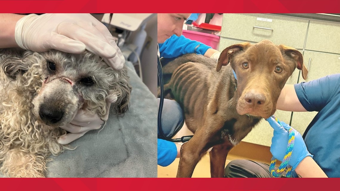 Lancaster County pair arrested, charged in 'disturbing' case of animal cruelty - Vimarsana News