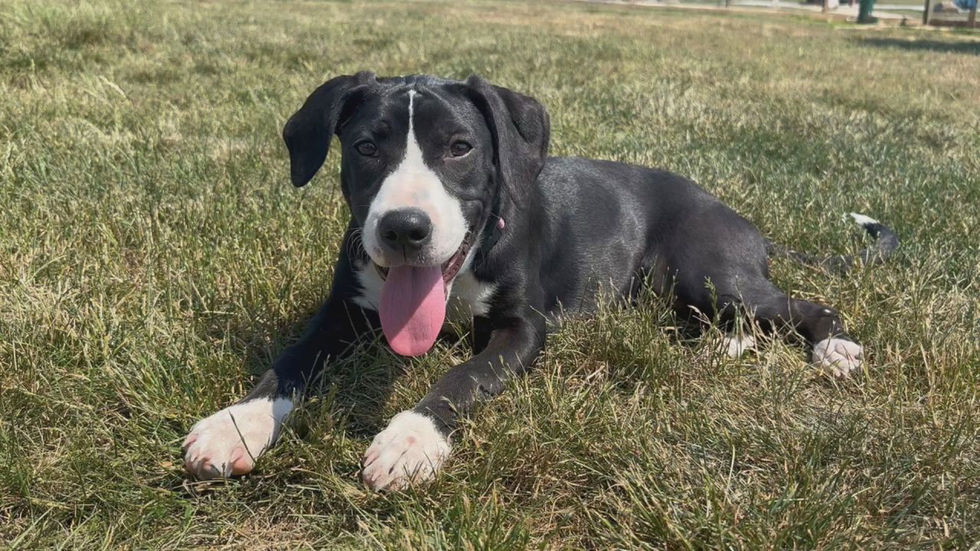 Anna is a 5-month-old puppy available for adoption at Charlie's Crusaders Pet Rescue. Her foster family says she's a chill, friendly dog who gets along with everyone