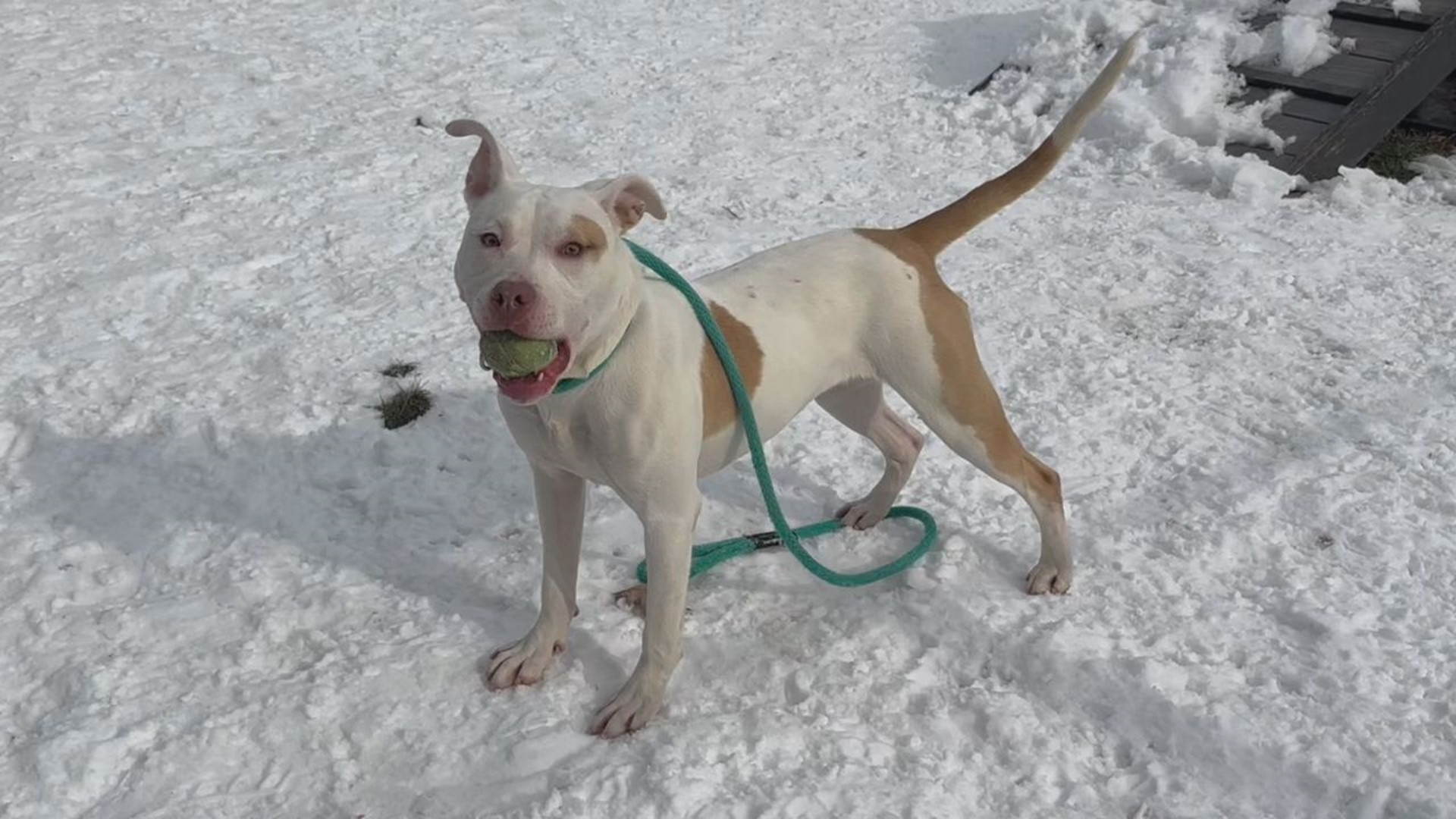 Soline is a goofy and energetic puppy looking for a family with high energy to match. She's available for adoption at the PSPCA Lancaster Center.