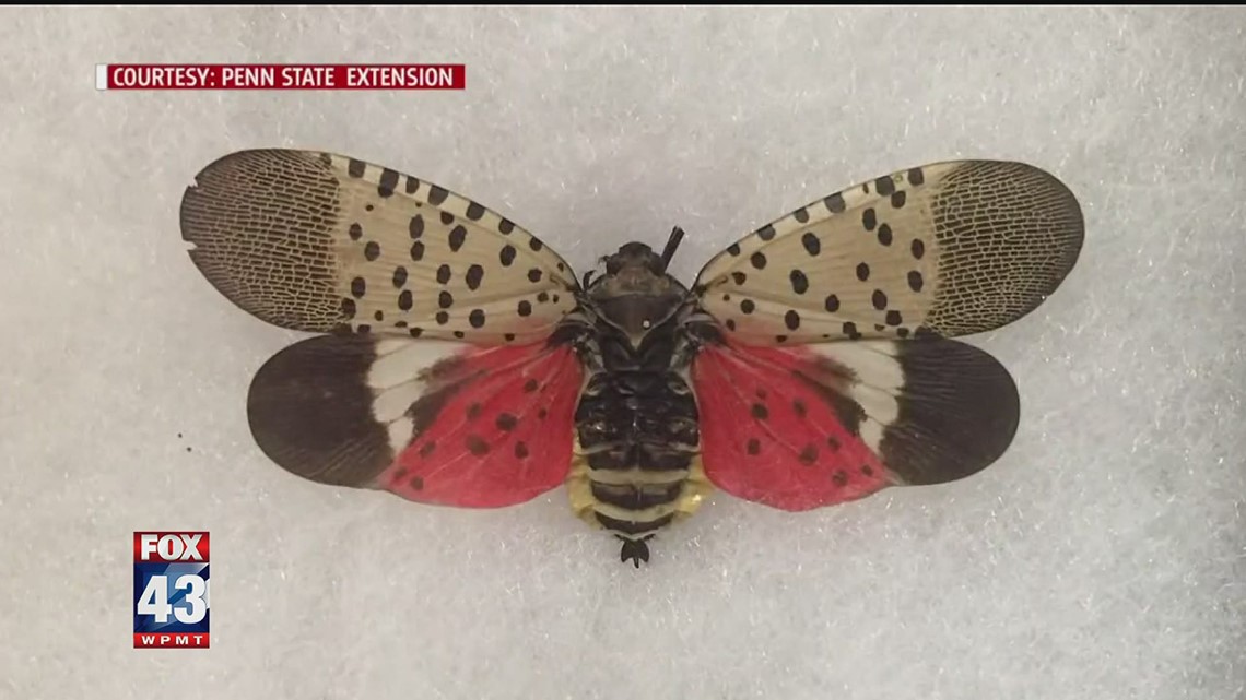 spotted lantern fly circle trap spotted lantern fly circle trap