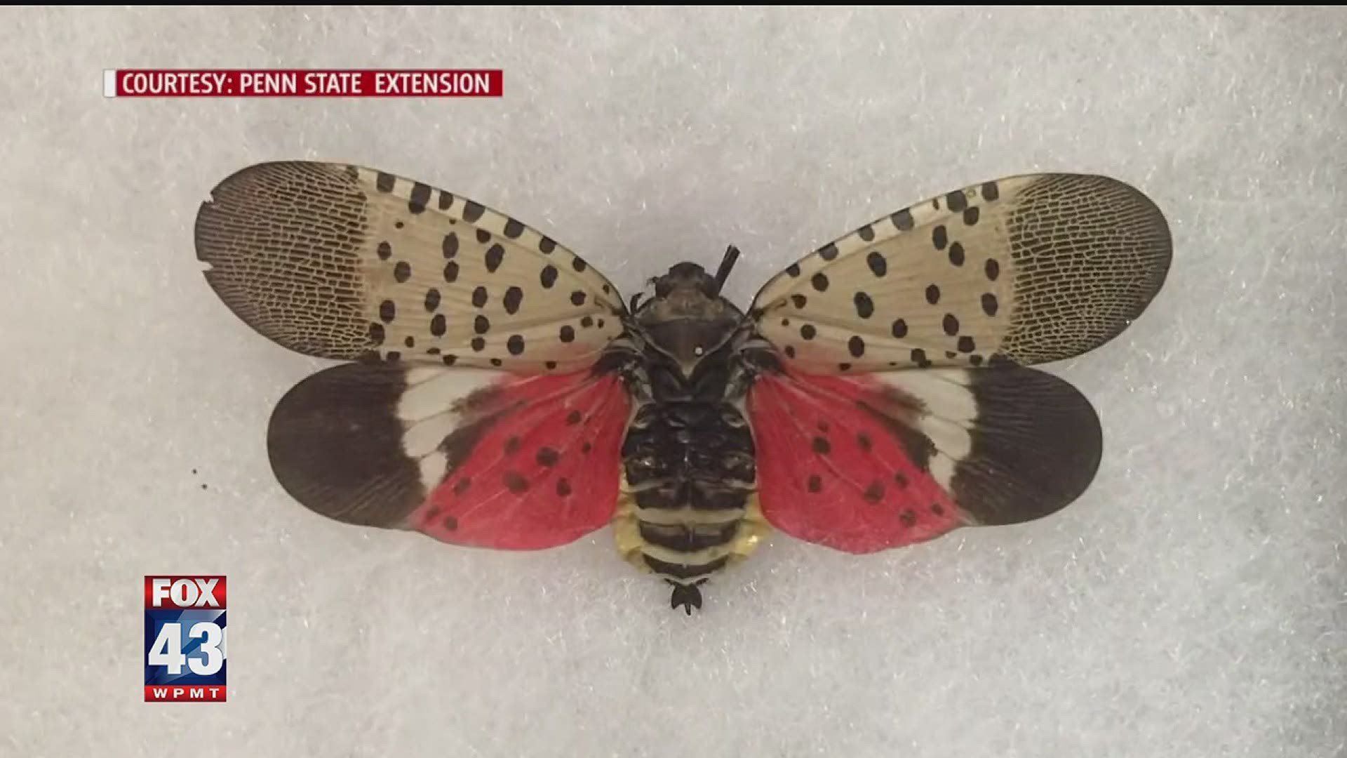 spotted lantern fly circle trap