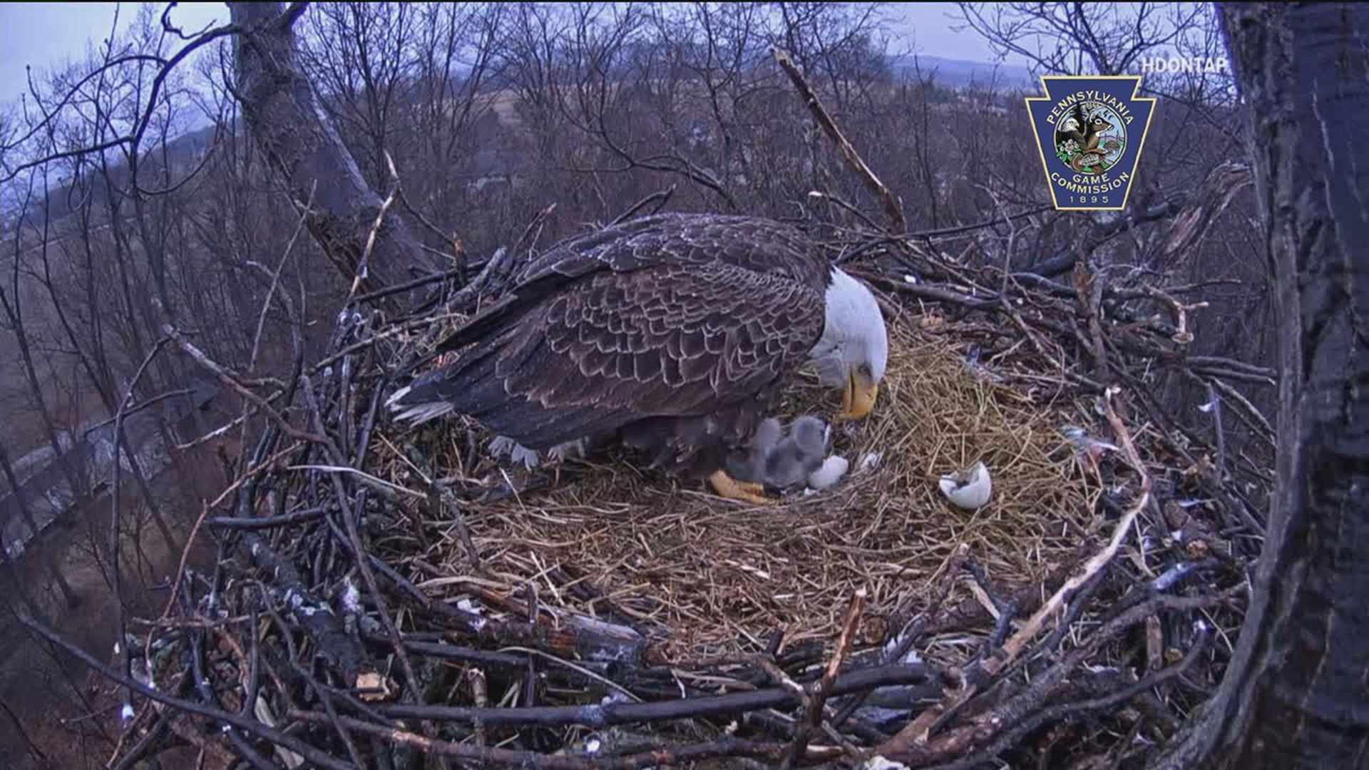 HDOnTap, which runs the Hanover eagle's nest live stream, has started a fundraiser after it discovered the power was cut to its cameras.