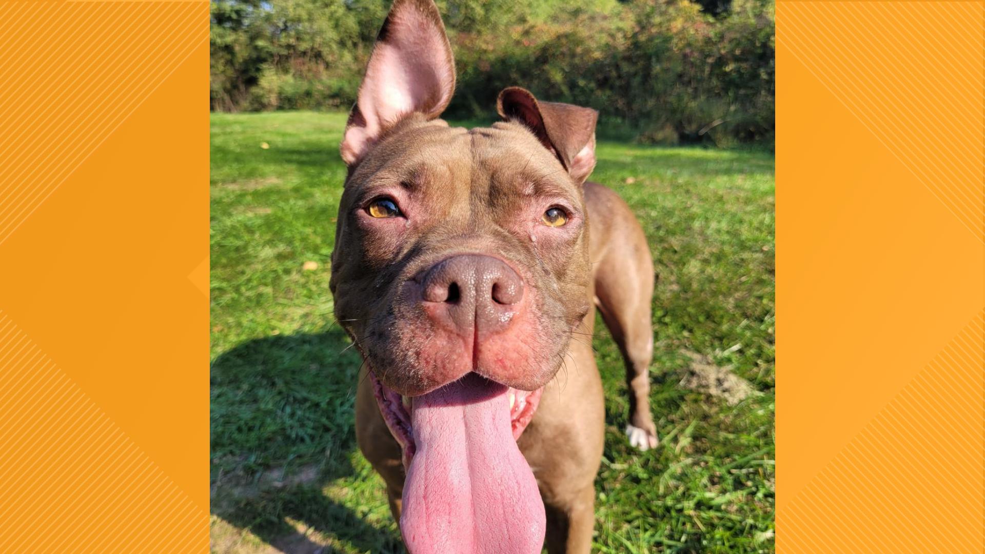 Sweet Girl is available at the York County SPCA.