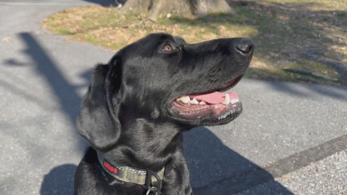 Furry Friends with Nash, the dog!