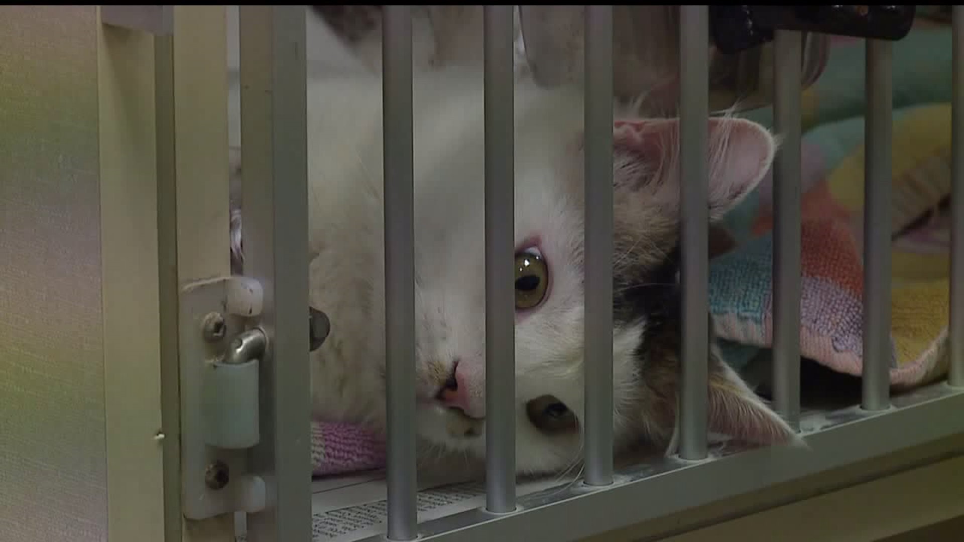 St. Catty`s Day helps homeless cats find a home
