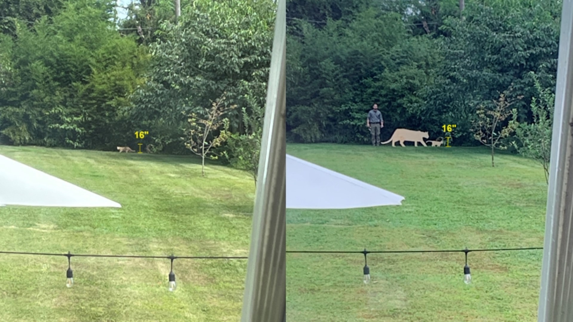 Game Commission officials were able to identify the animals and even went out to the cemetery to show what it would look like if a larger cat were spotted.