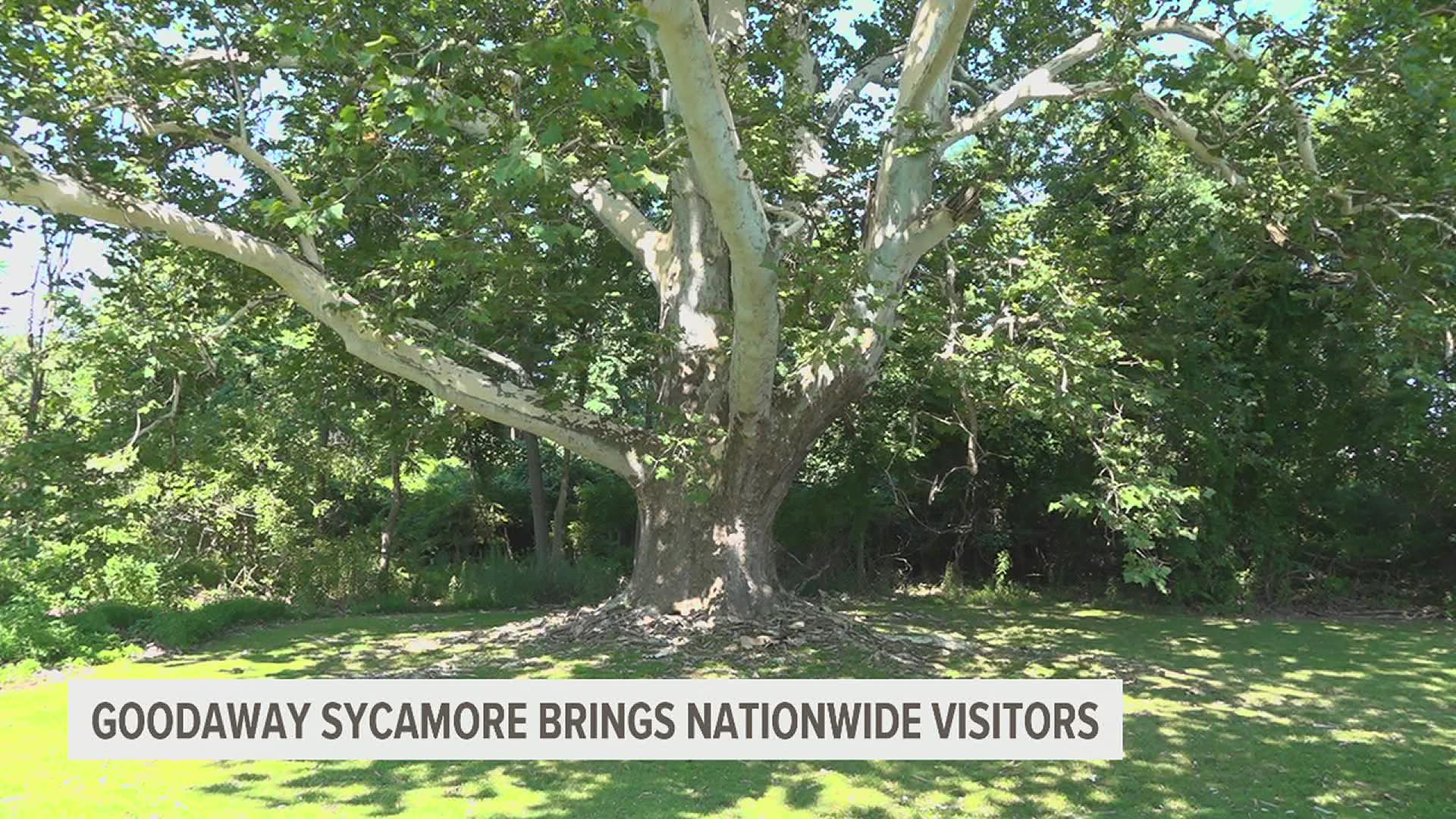 The tree, which is around 300 years old, is named after John Goodaway, the last member of the Susquehannock tribe in the area.