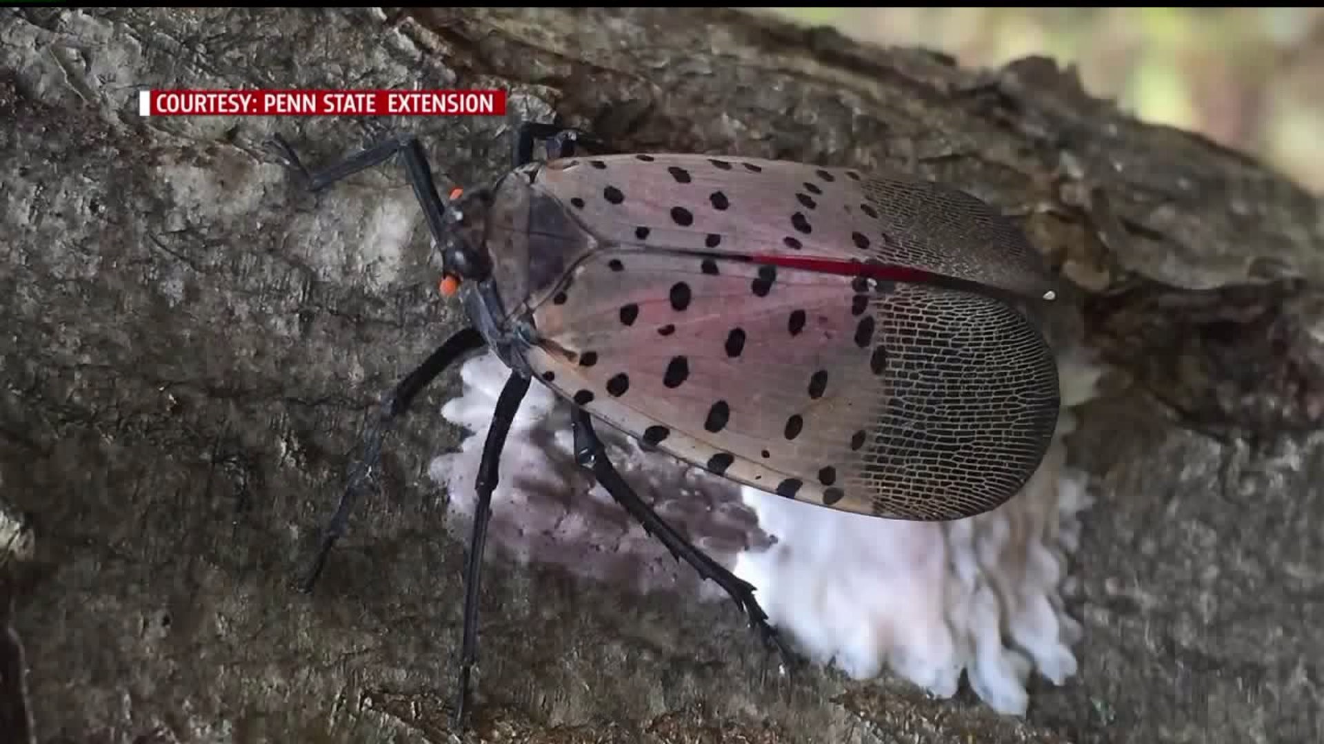 Researchers warn of Spotted Lanternfly impact on PA trees and plants