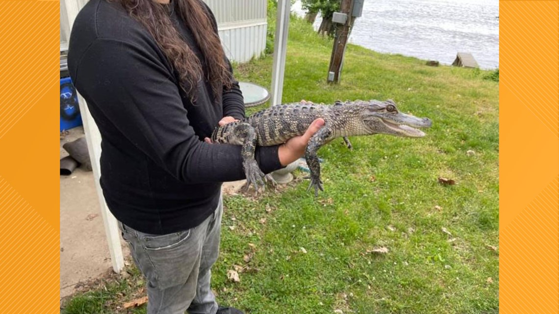 Oscar, the wayward pet alligator, is safely rescued after being spotted in Susquehanna River - Vimarsana News