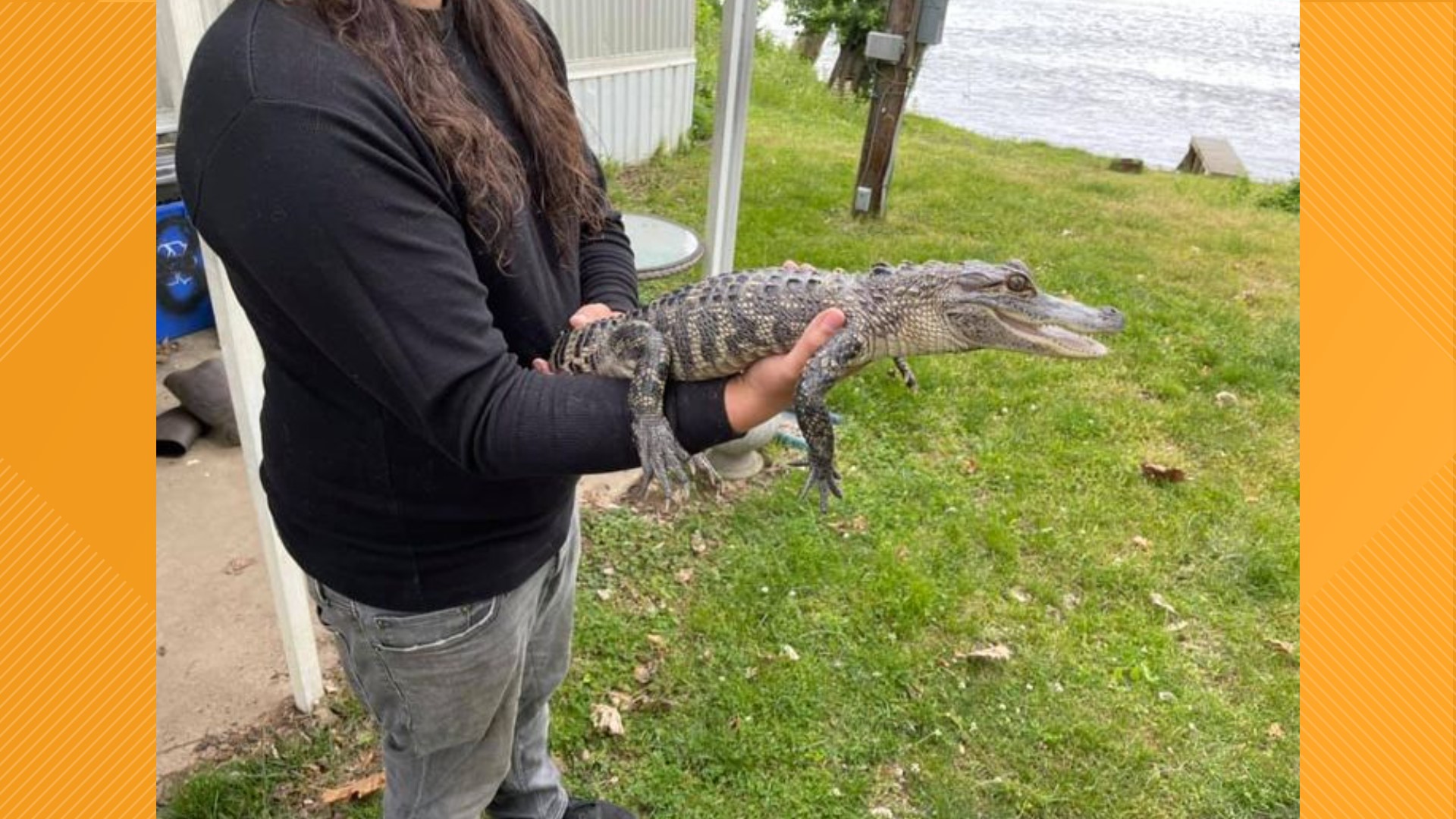 The 3-foot long gator somehow slipped out of his cage. Photos of him swimming in the Susquehanna this morning circulated on social media and drew several onlookers.