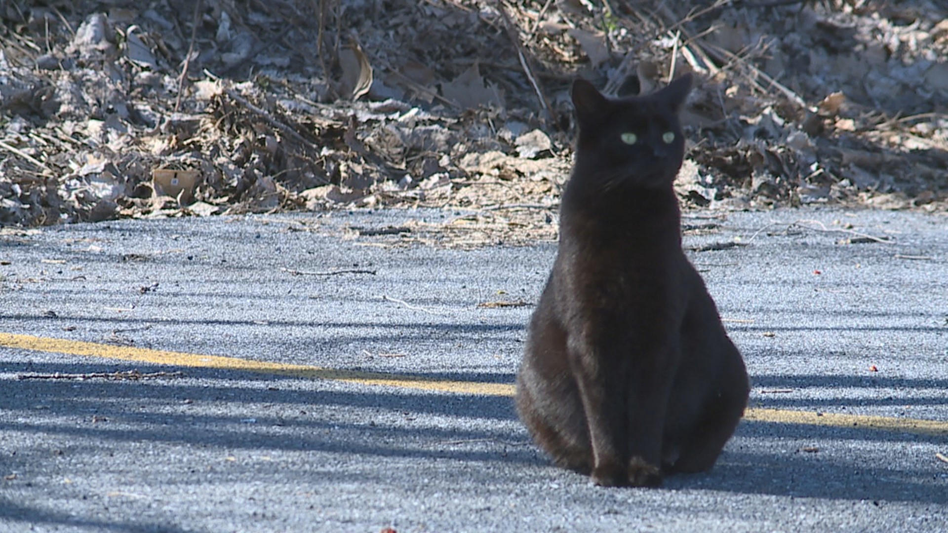 The feral cat population continues to attract the attention of residents as well as trap, neuter and release groups.