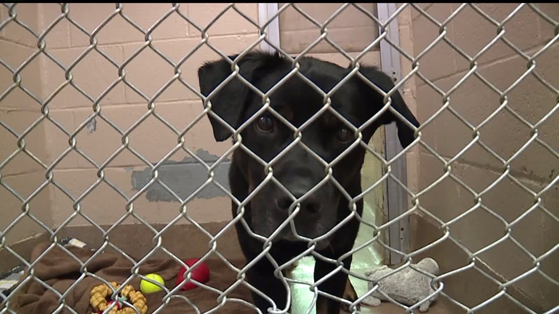 The Humane League of Lancaster County waives all adoption fees for free pet  adoption event 