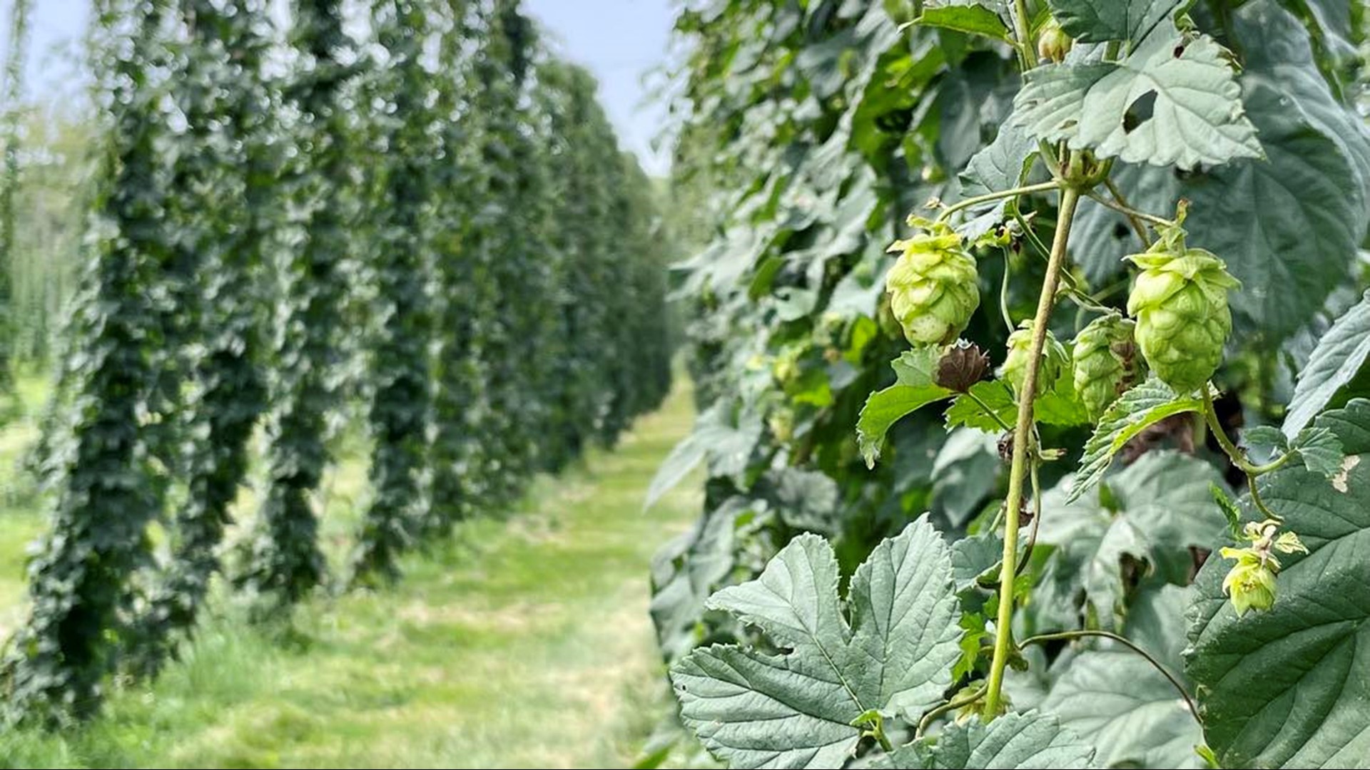 When a hops farmer in Cumberland Co. learned he had cancer, craft beer brewers from around Pennsylvania came to help him harvest his crop.