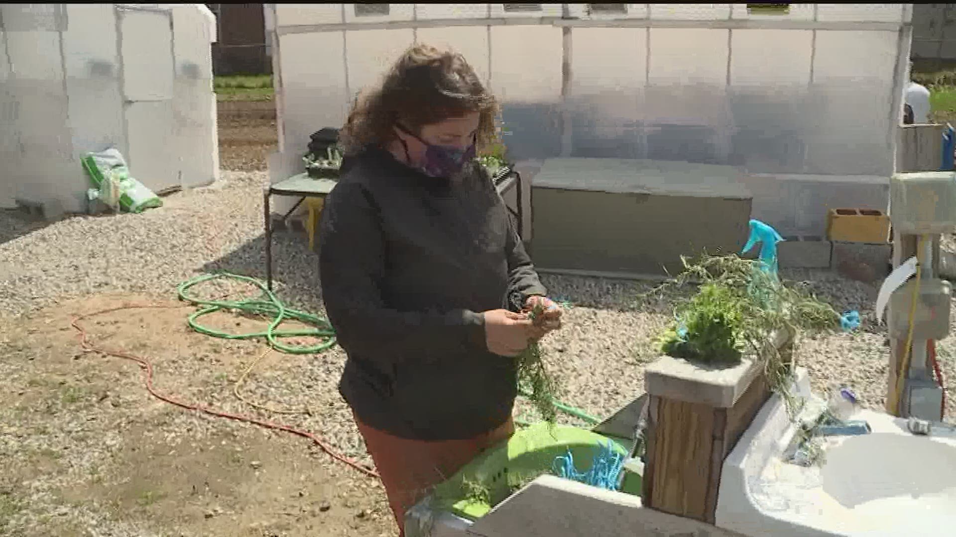 In the midst of the COVID-19 crisis, York Fresh Food Farms is starting a pre-order and delivery program. But, they need volunteers.