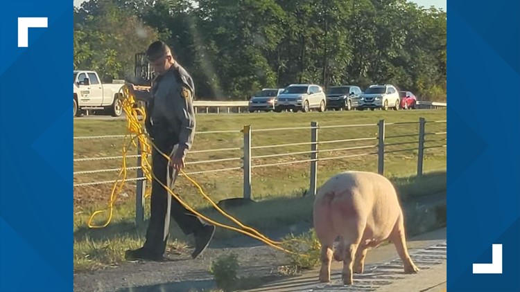 Two escaped pigs cause traffic delay on Interstate 81