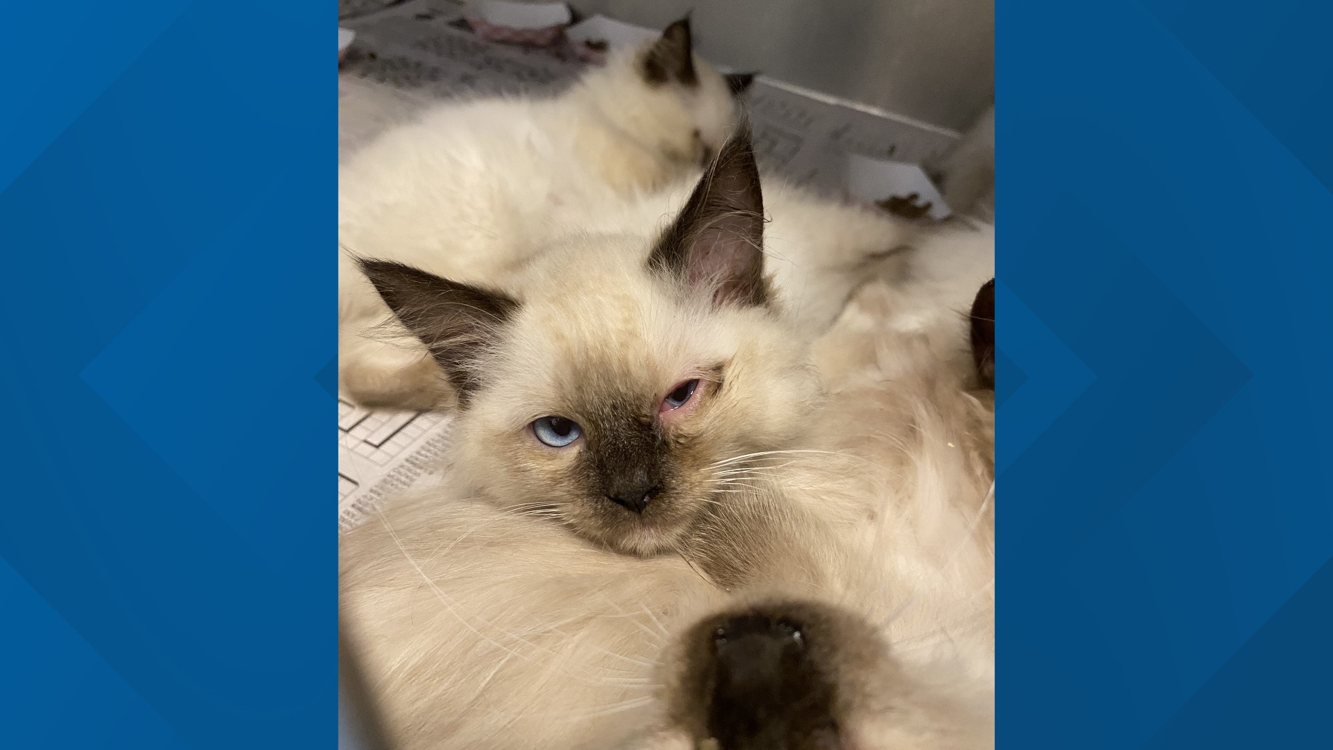 Pennsylvania SPCA rescues nearly 100 cats from breeder in Lancaster