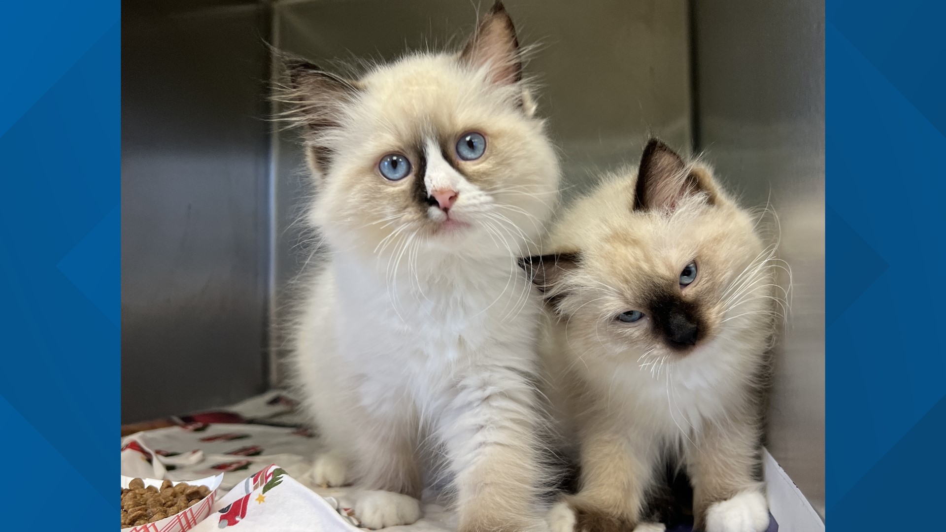 Pennsylvania SPCA rescues nearly 100 cats from breeder in Lancaster