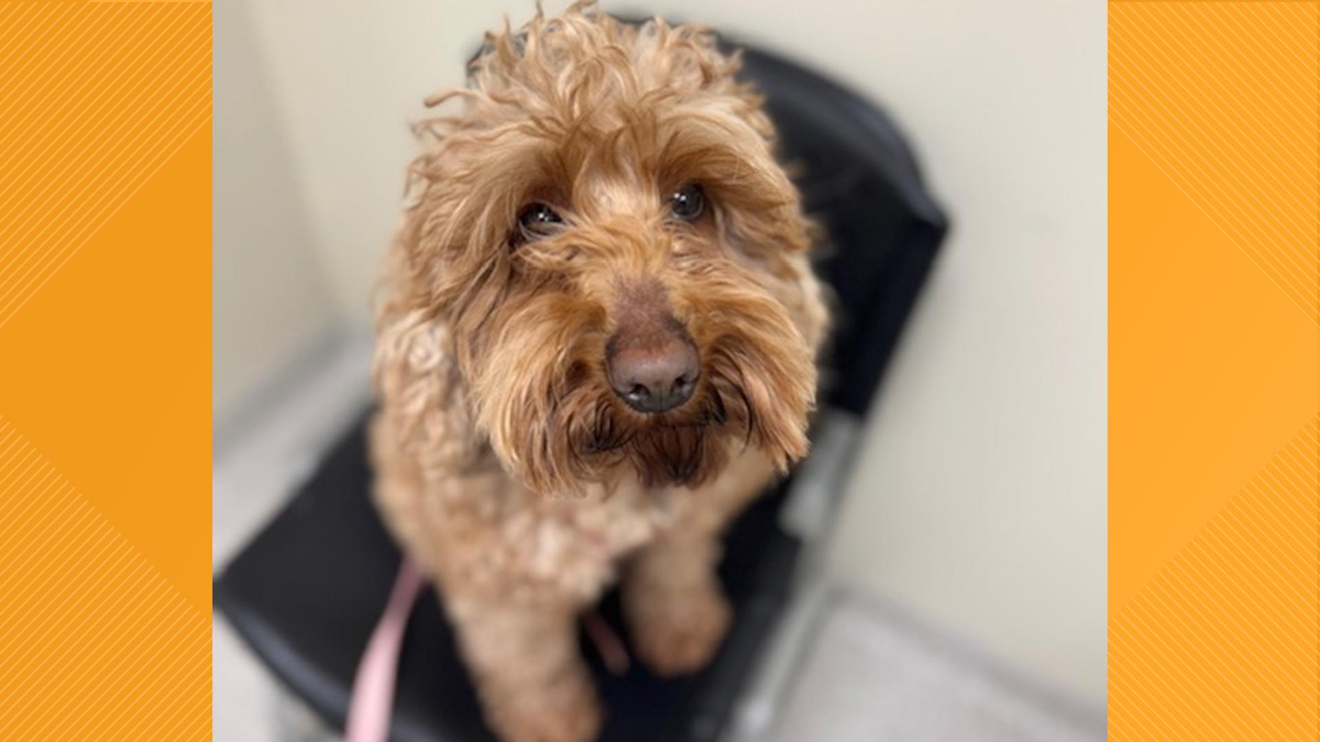 Furry Friends | Meet Evie! | fox43.com