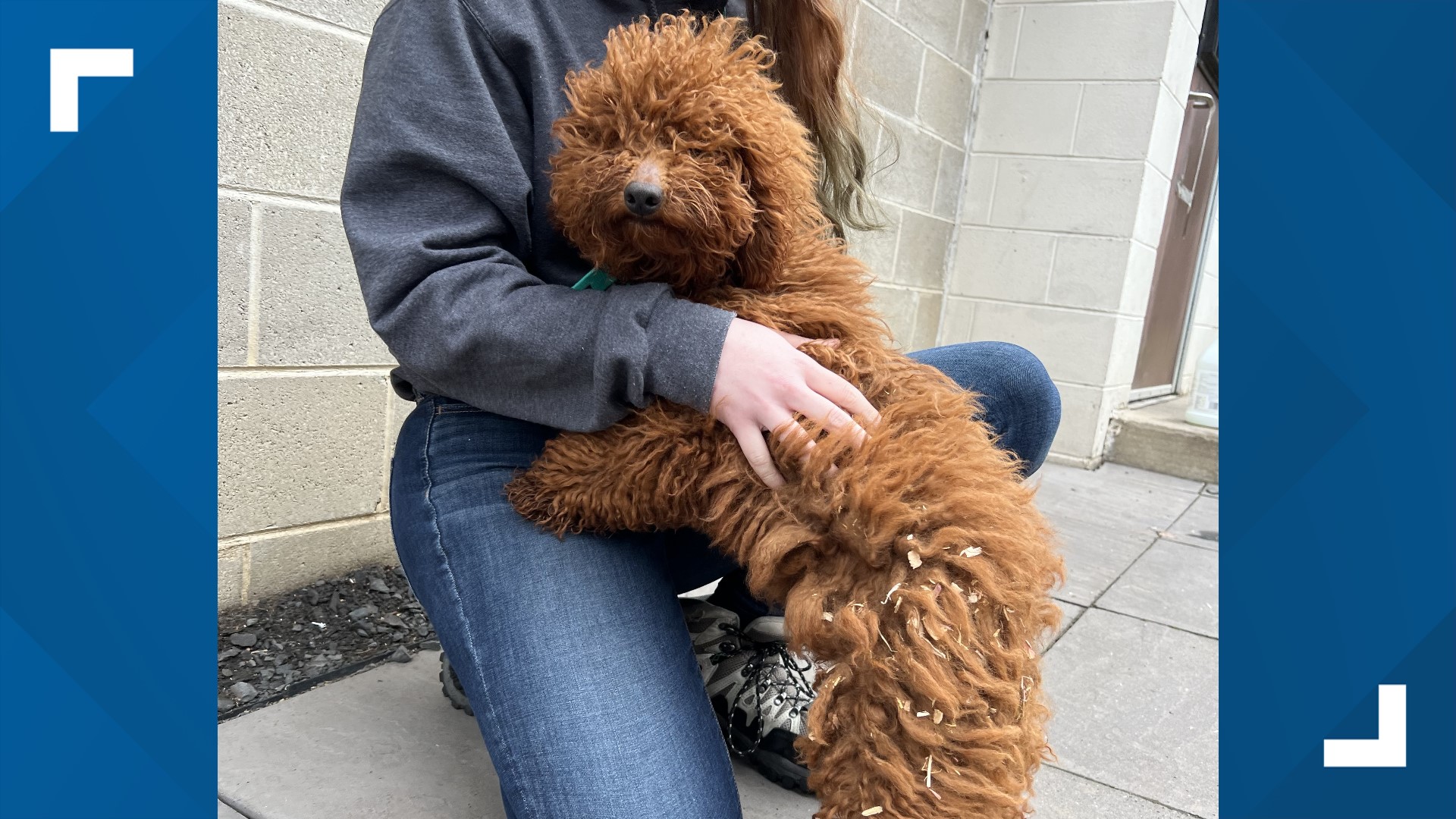 21 dogs taken from Lancaster County breeder over health and living