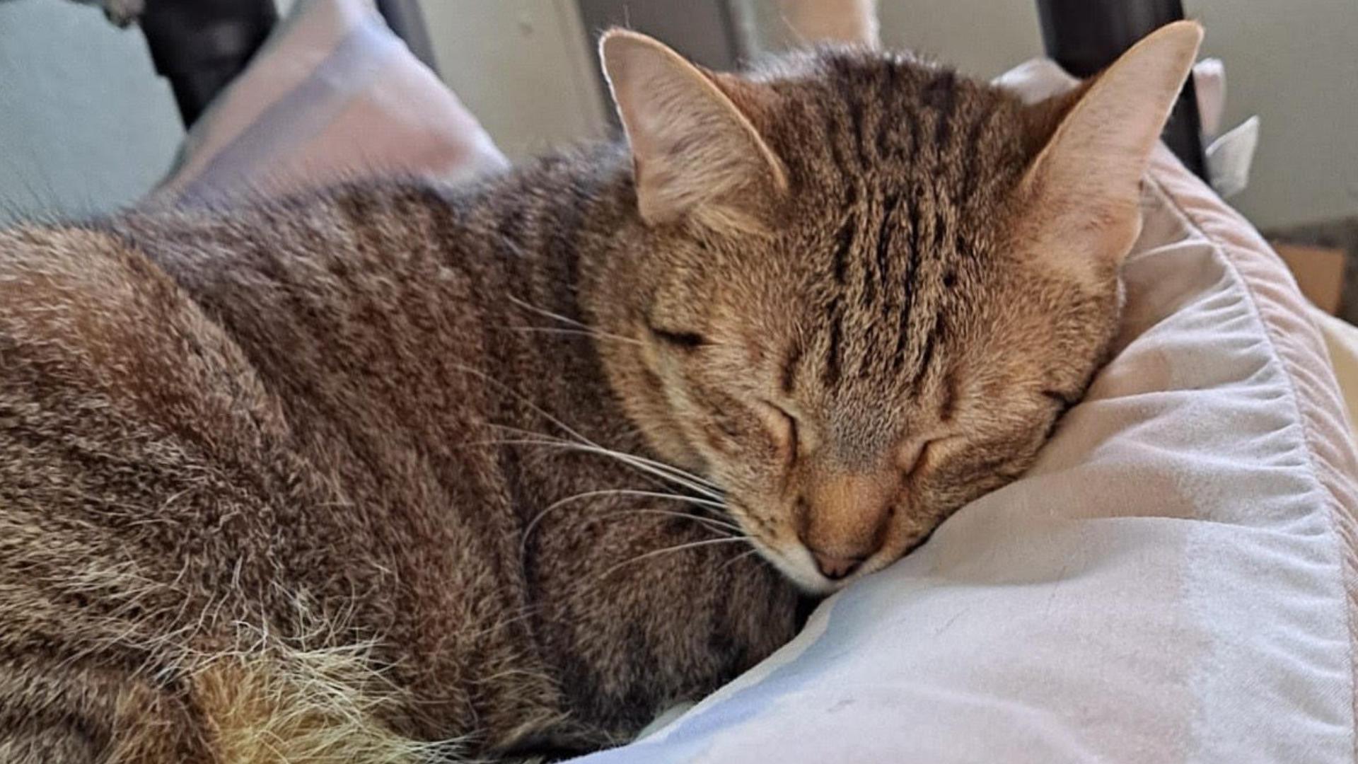 Animal Rescue Inc. staff say every time they bring a carrier in for a cat to leave, Toby crawls into it. He is ready for a home!