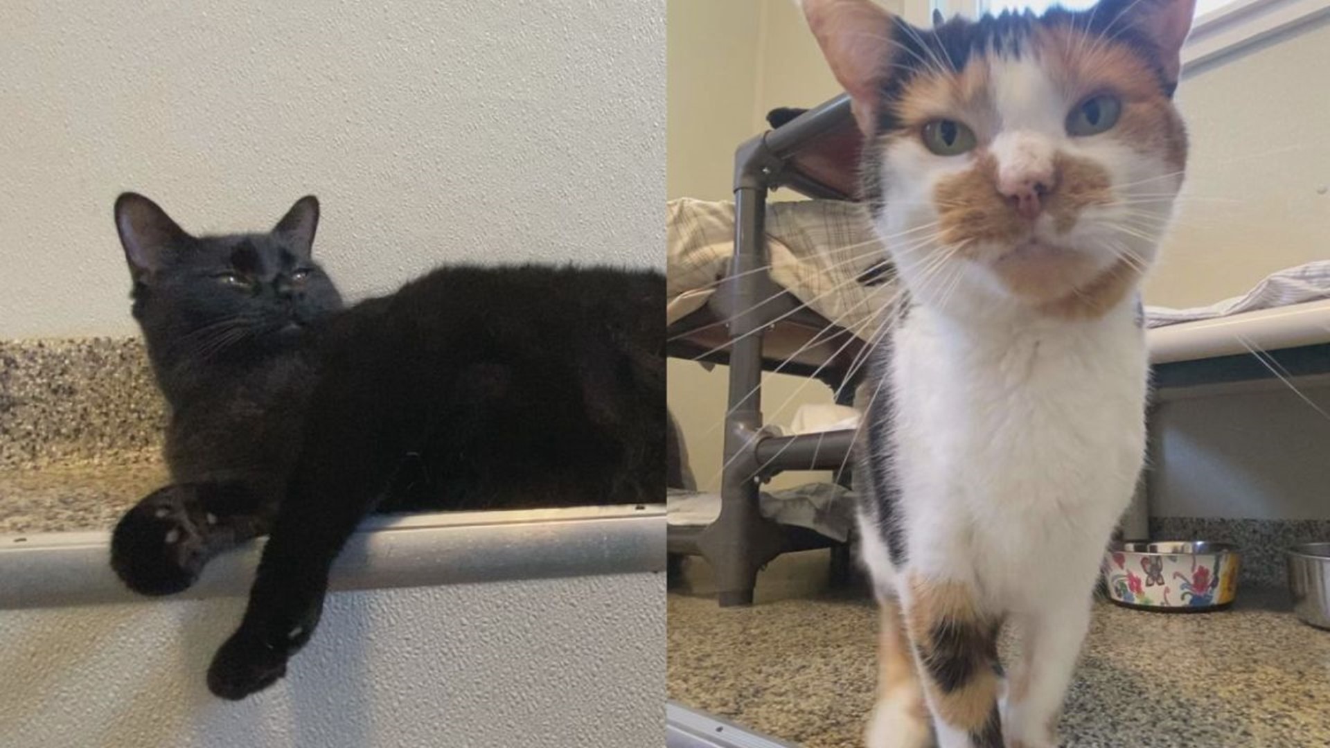 Onyx and Marie are both looking for their new families at Animal Rescue Inc. in New Freedom, York County.