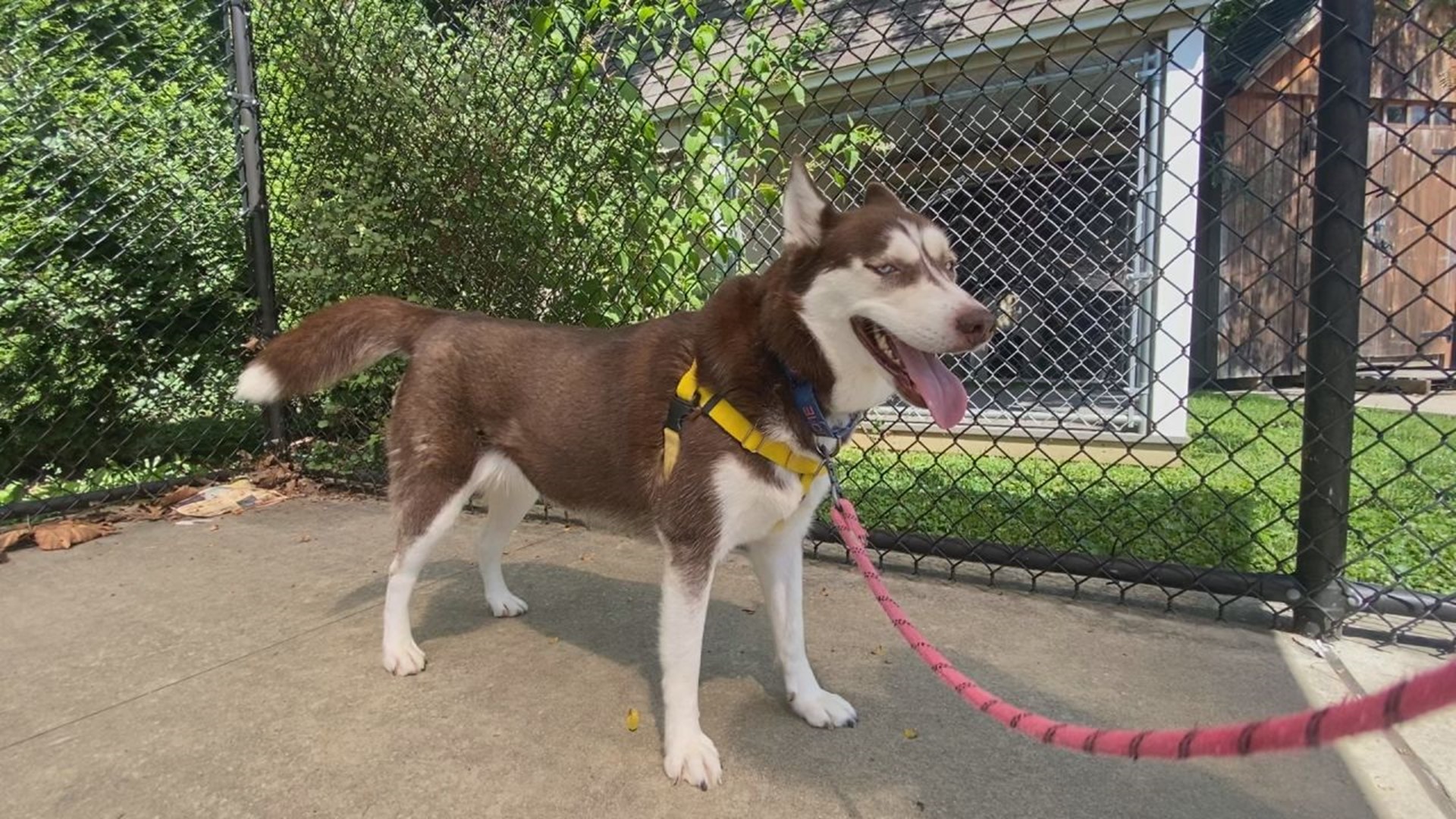 Hope is a sweet, 4-year-old Husky looking for her forever family at the PSPCA Lancaster Center.