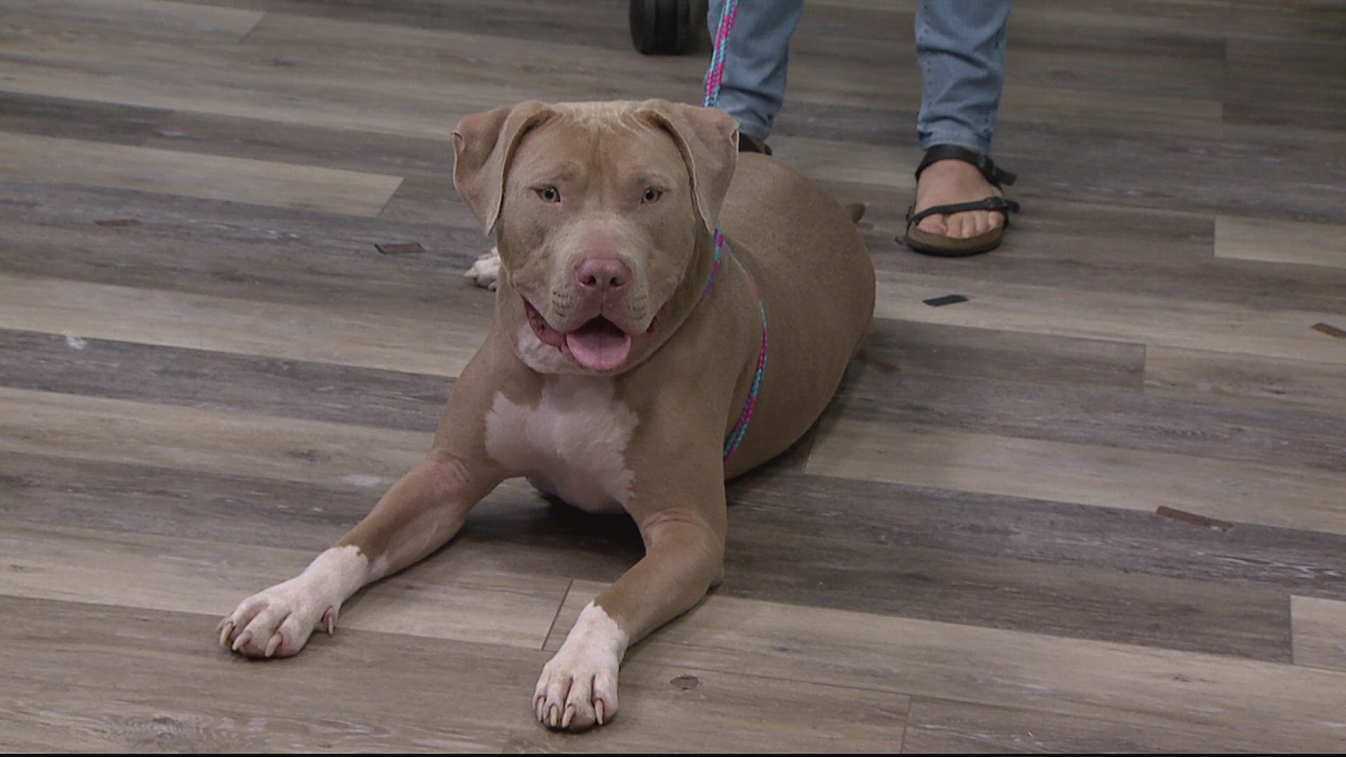 If you're looking for a sweet companion, Carrot Cake is your girl. She's available for adoption at the York County SPCA.