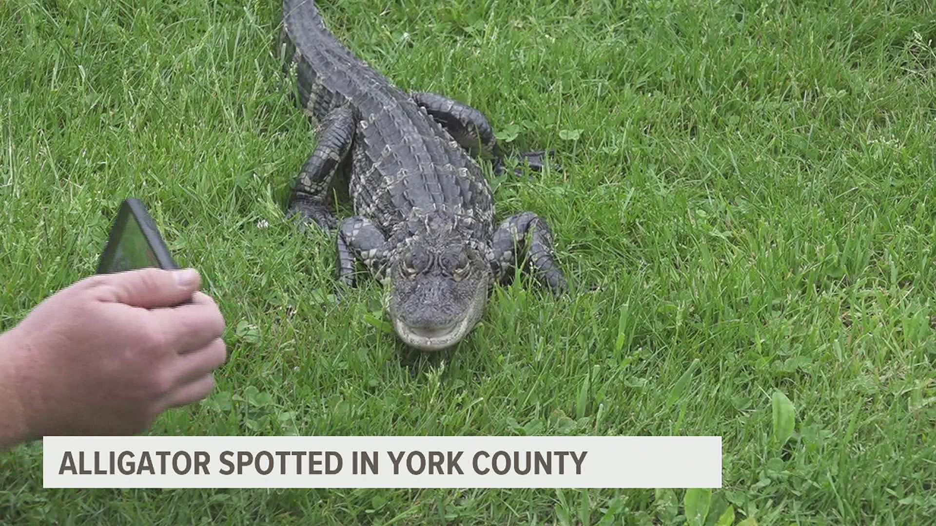 Wrightsville borough officials say a few people spotted an alligator swimming in the Susquehanna River Friday morning