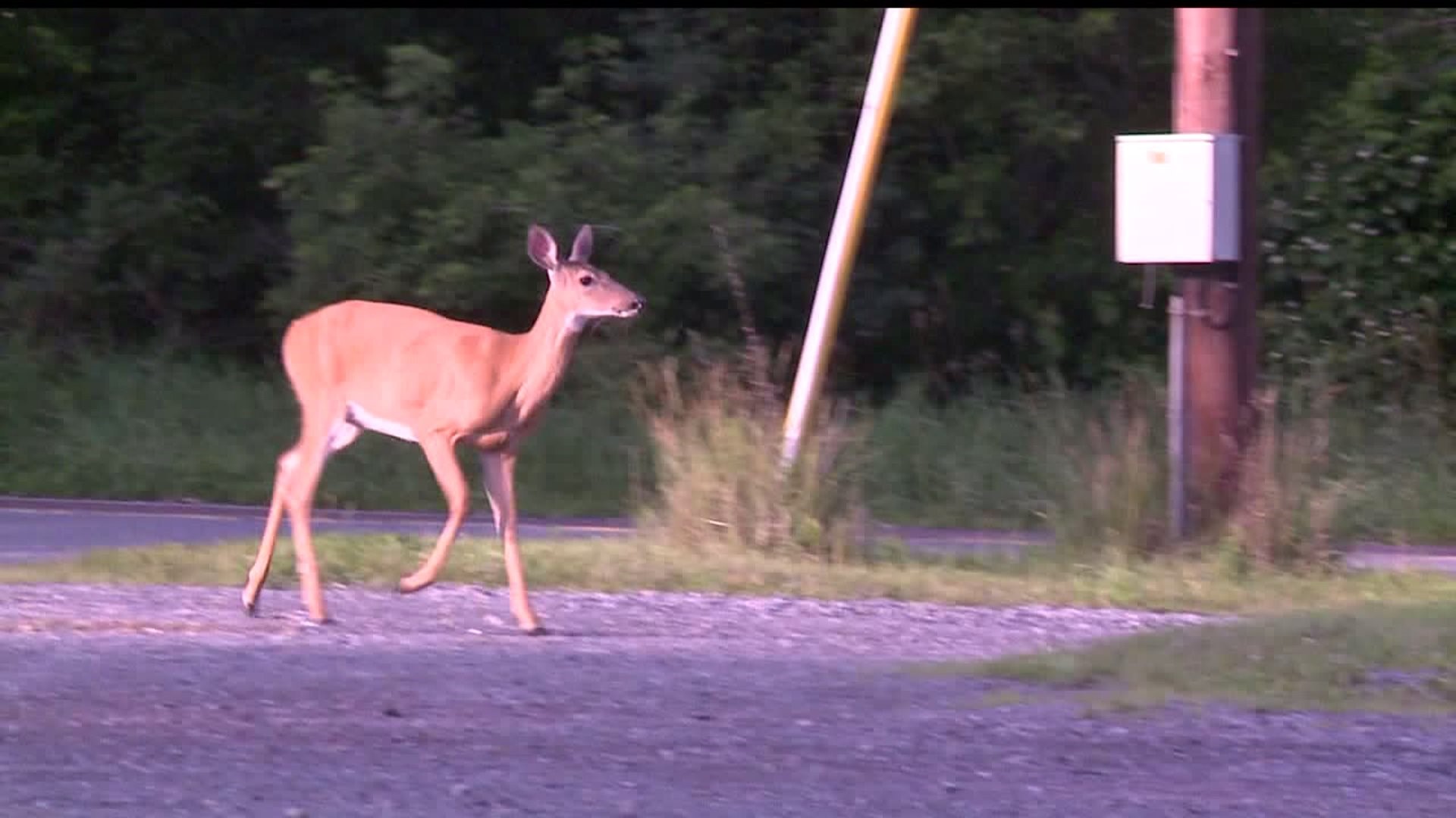 PA Game Commission Warns Drivers of Deer Activity Ahead of Daylight-Saving Time