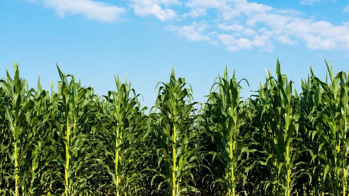 Upcoming event highlighting mental health for women in agriculture