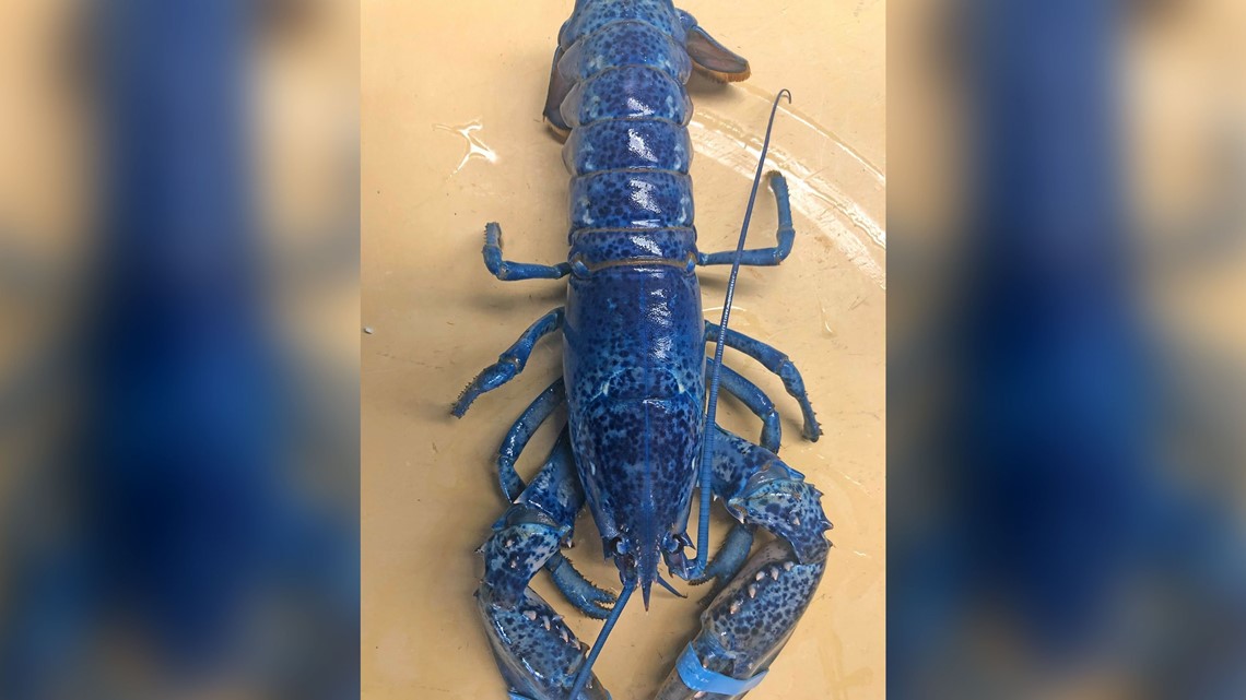 Imran Potato 'Blue Lobster' for Sale in Fresno, CA - OfferUp