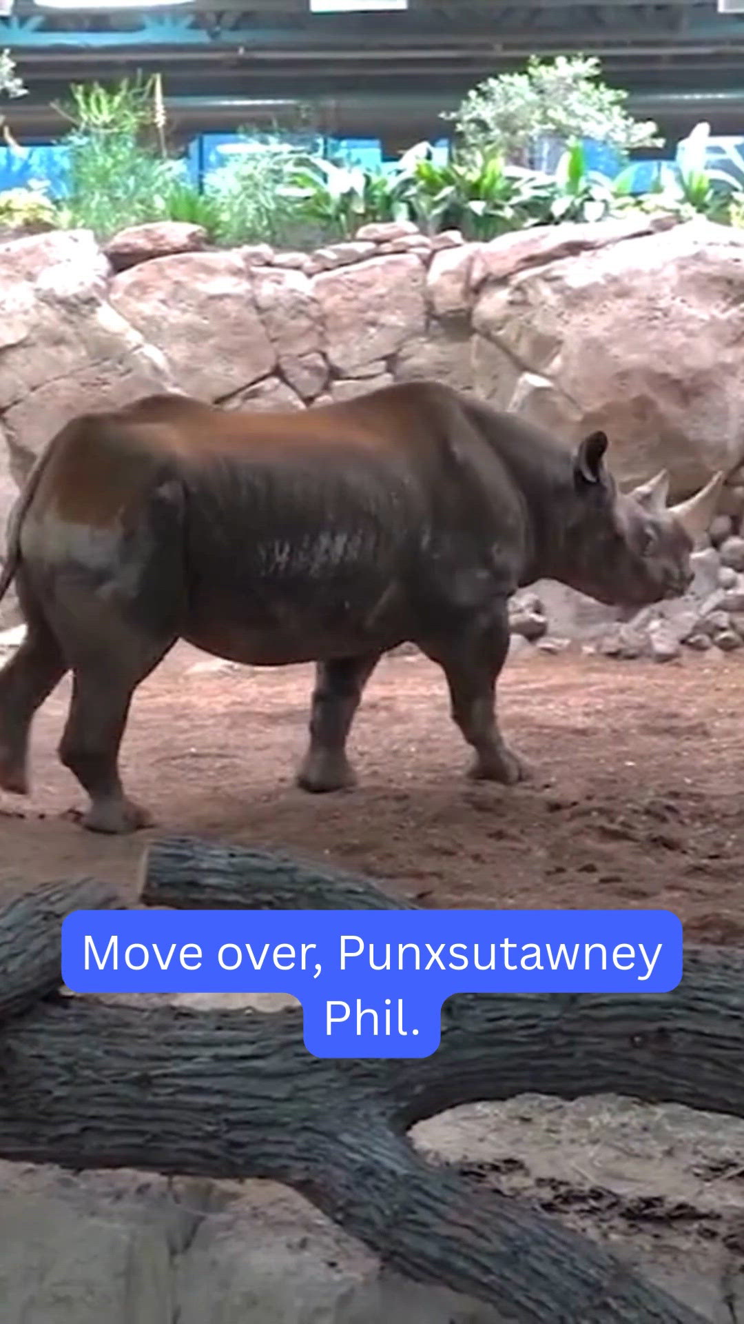 Milwaukee County Zoo has a weather-predicting rhino | fox43.com