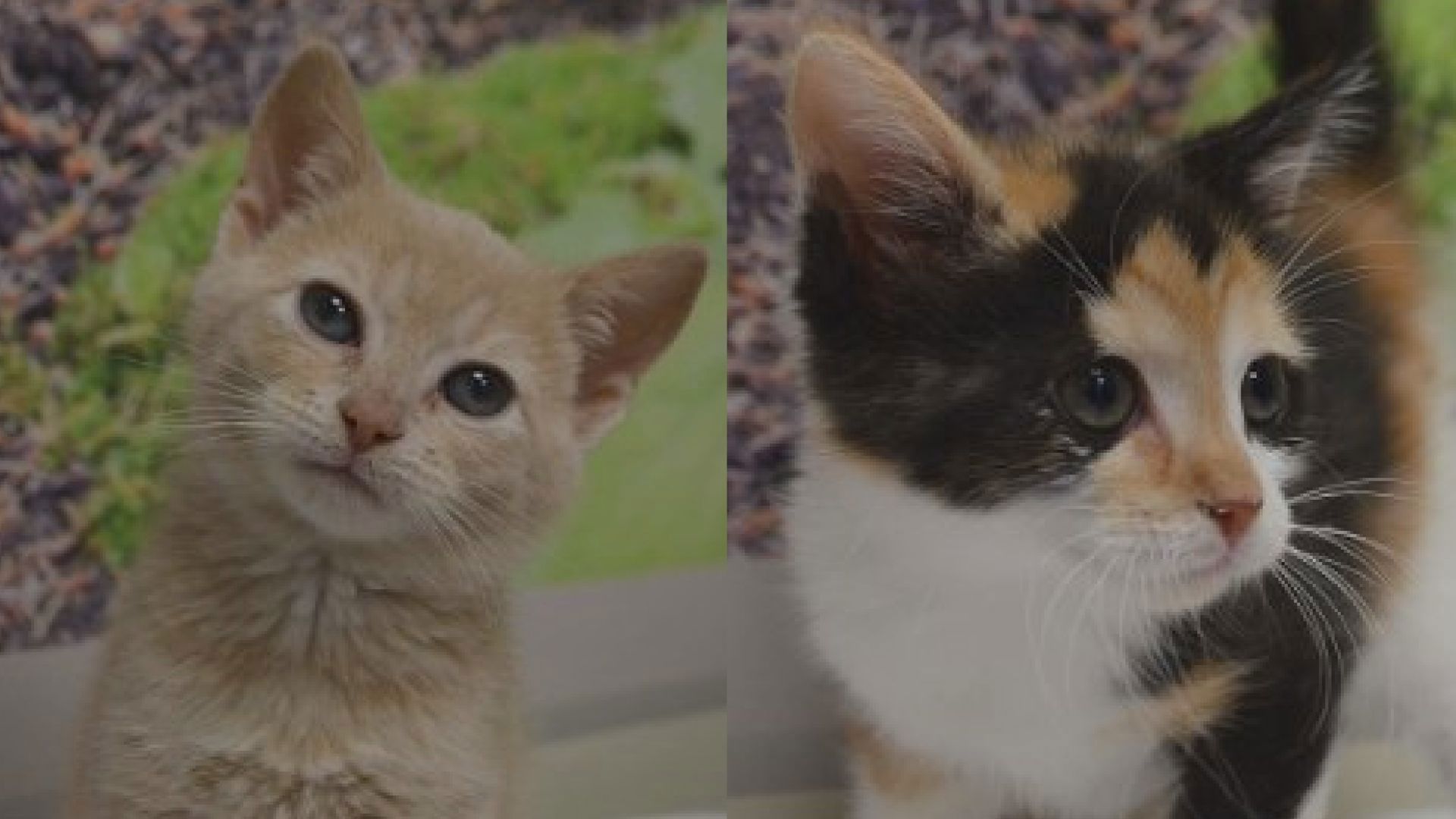 Hope and Joy are a sibling pair looking for a family that will adopt them together. They are available for adoption from the Pet Pantry of Lancaster County.