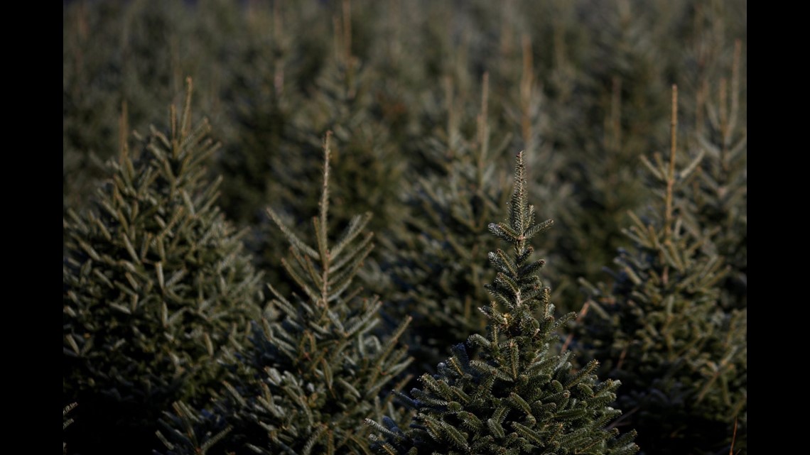 Christmas tree curbside pickup schedule, dropoff locations throughout