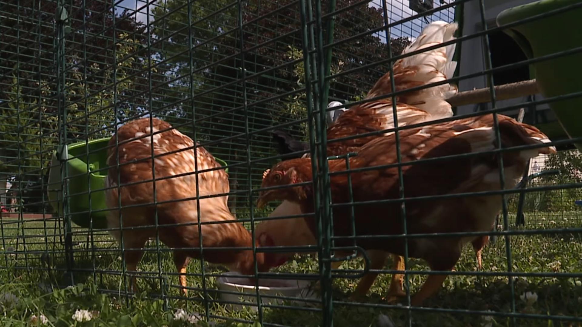 Swatara Township residents currently need to have five acres of land in order to own chickens, but that might be changing.