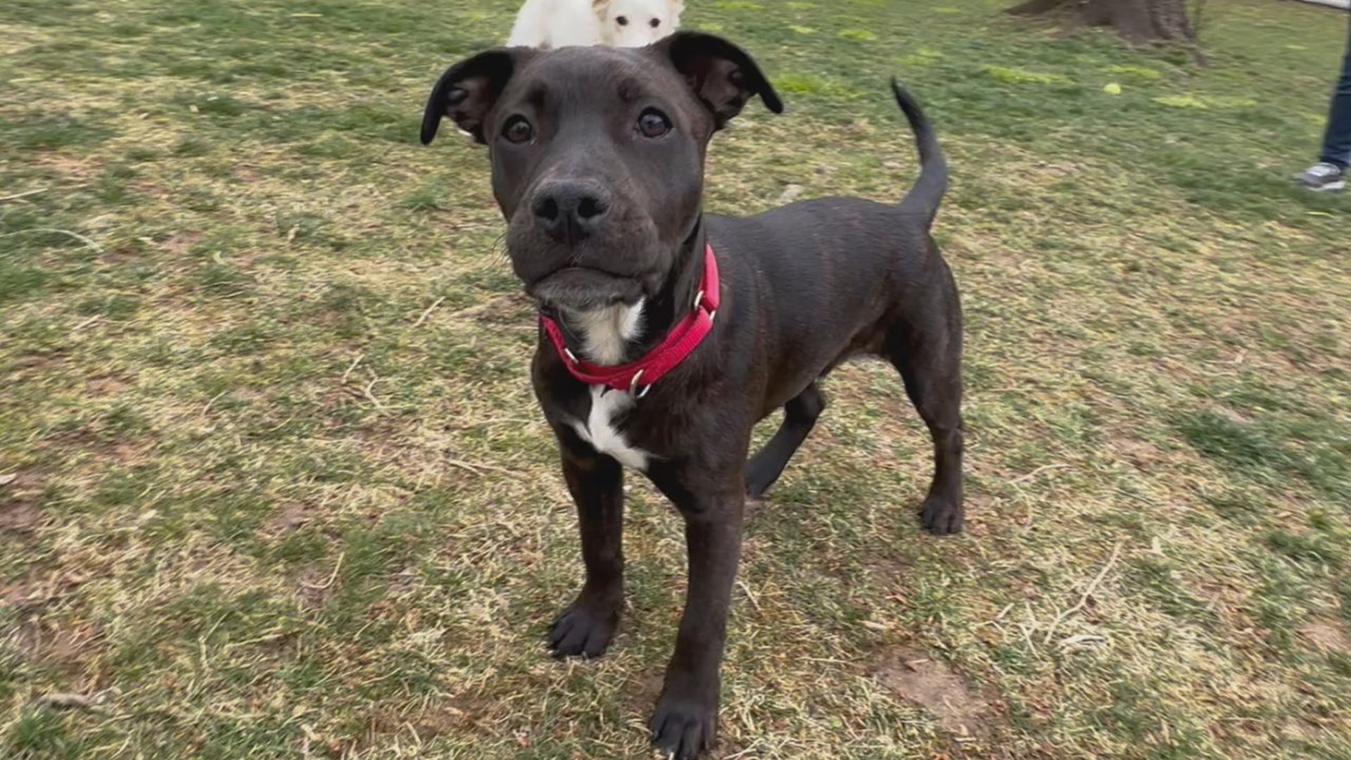 Augustus is an energetic and loving 5 month old mixed breed puppy currently fostered in York County.