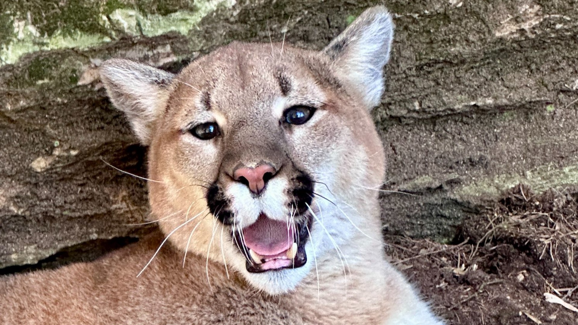 ZooAmerica at Hersheypark to celebrate Earth Day with a 