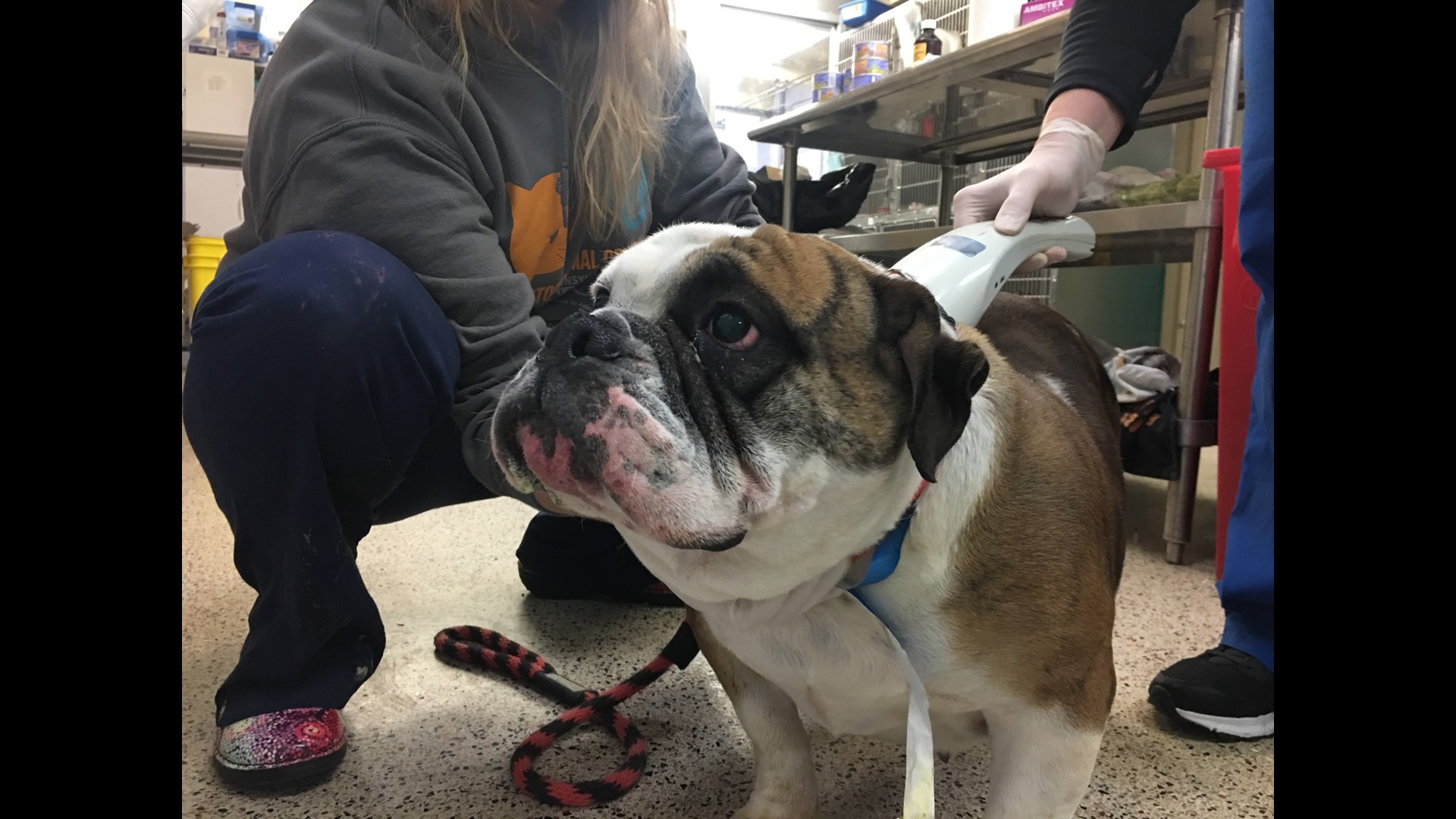 Pennsylvania SPCA rescues more than 30 animals from unsanitary