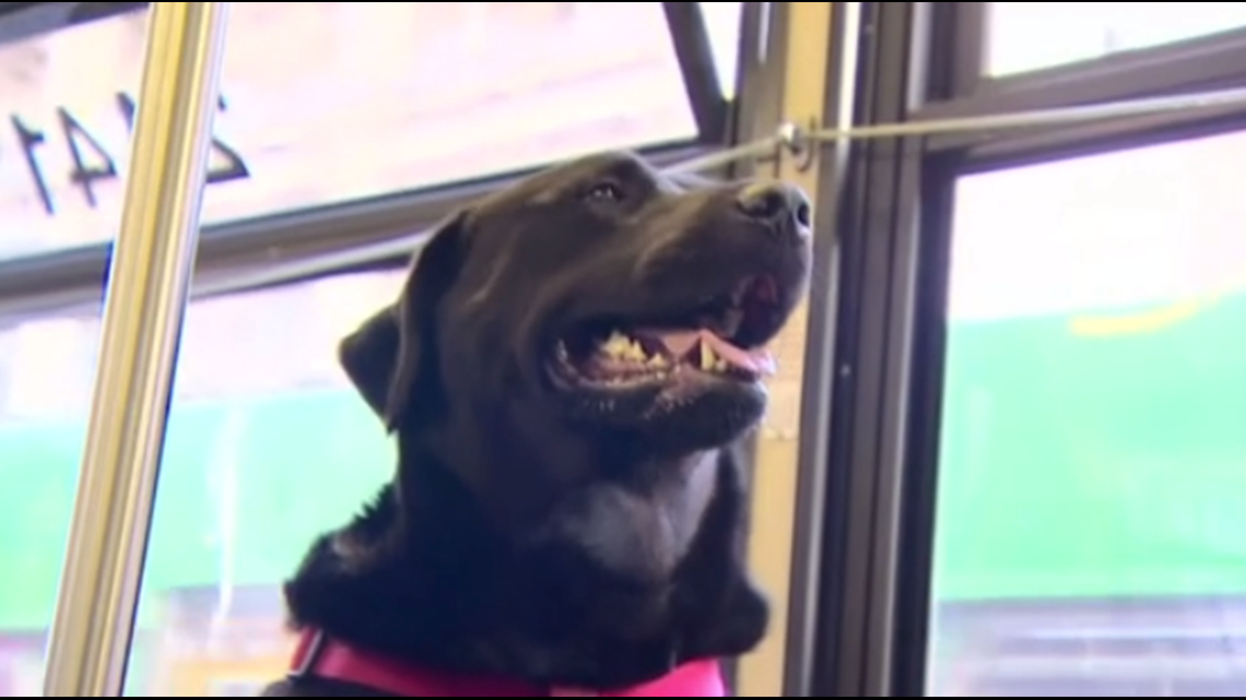 Dog takes bus to dog park…alone