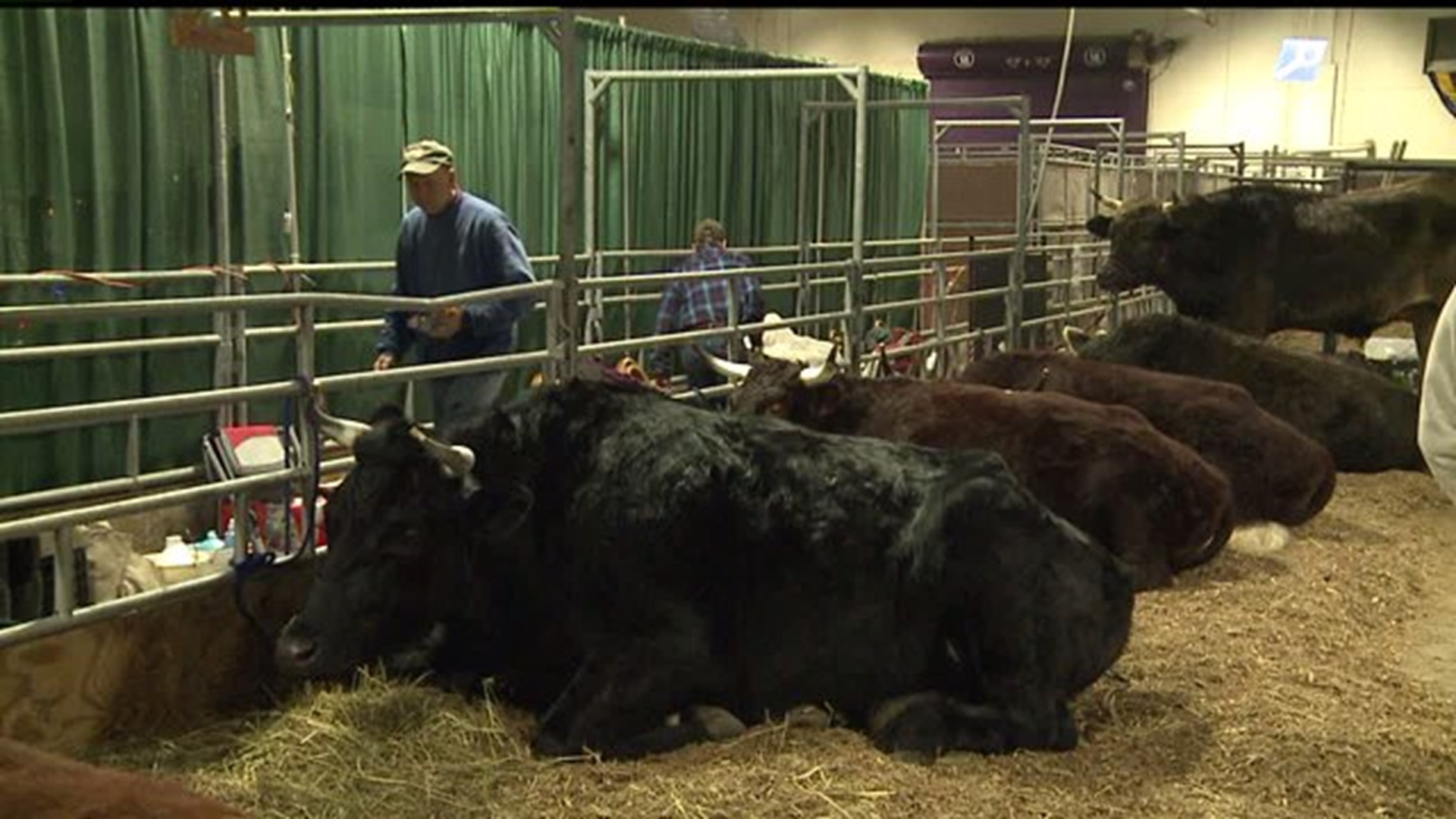 Steer and Oxen in the spotlight at the 99th Pennsylvania Farm Show