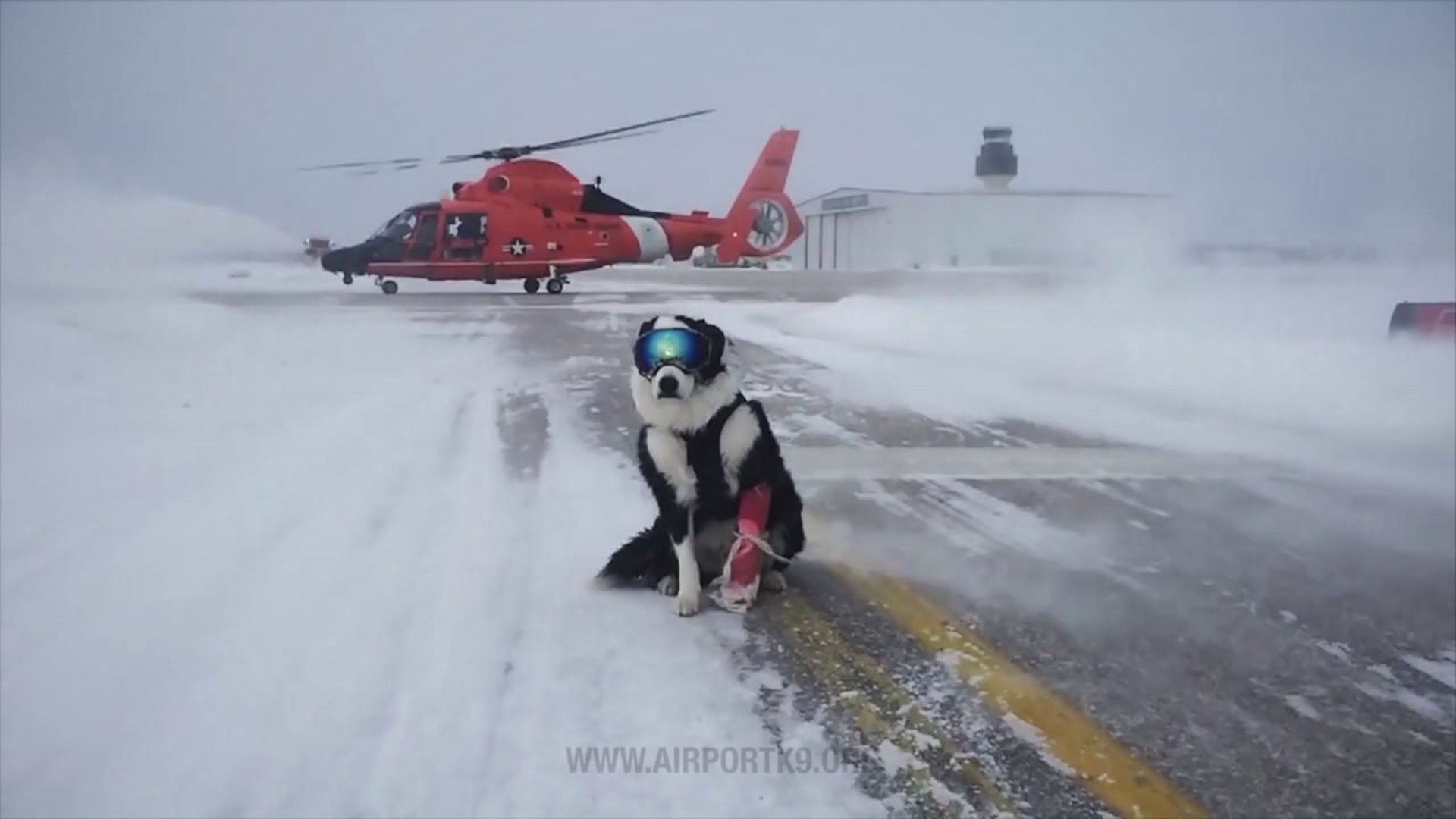 Piper, the airport dog, a viral video sensation