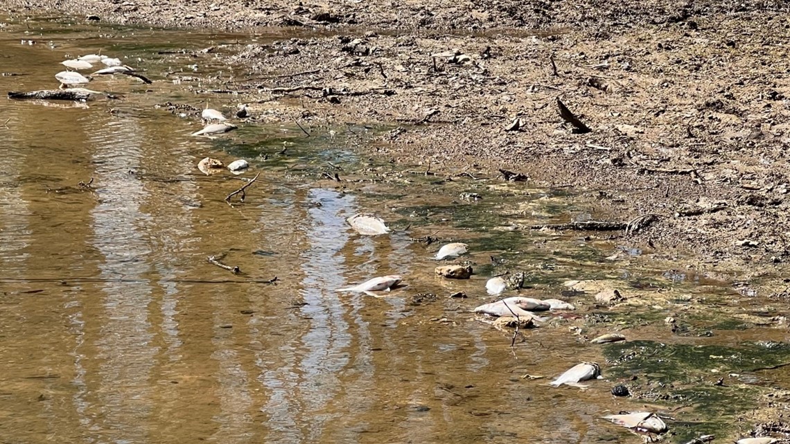 Why are dozens of dead fish washing ashore at Codorus State Park? - Vimarsana News