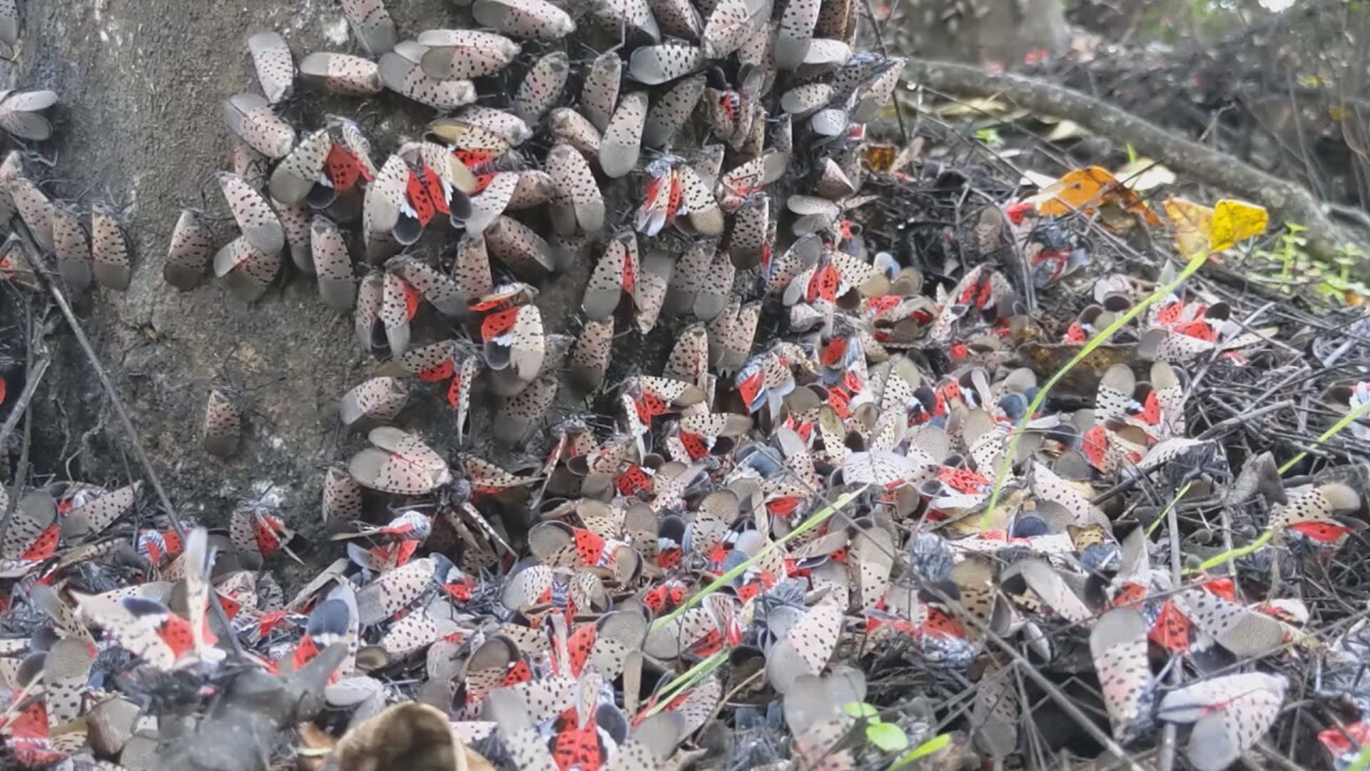Researchers say spotted lanternfly populations are declining in several south-central Pa. areas; however, is still a problem that persists on a bigger scale.