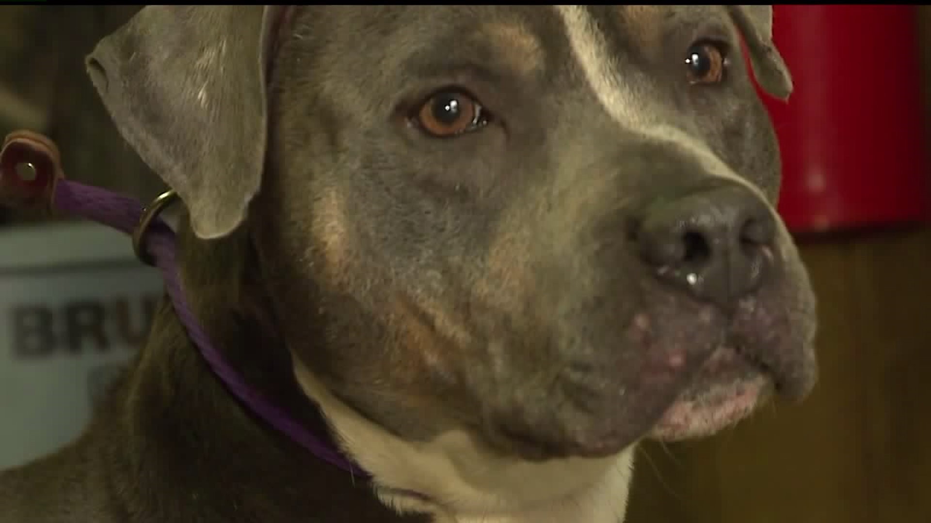 Speranza Animal Rescue rehabs abused, neglected dogs