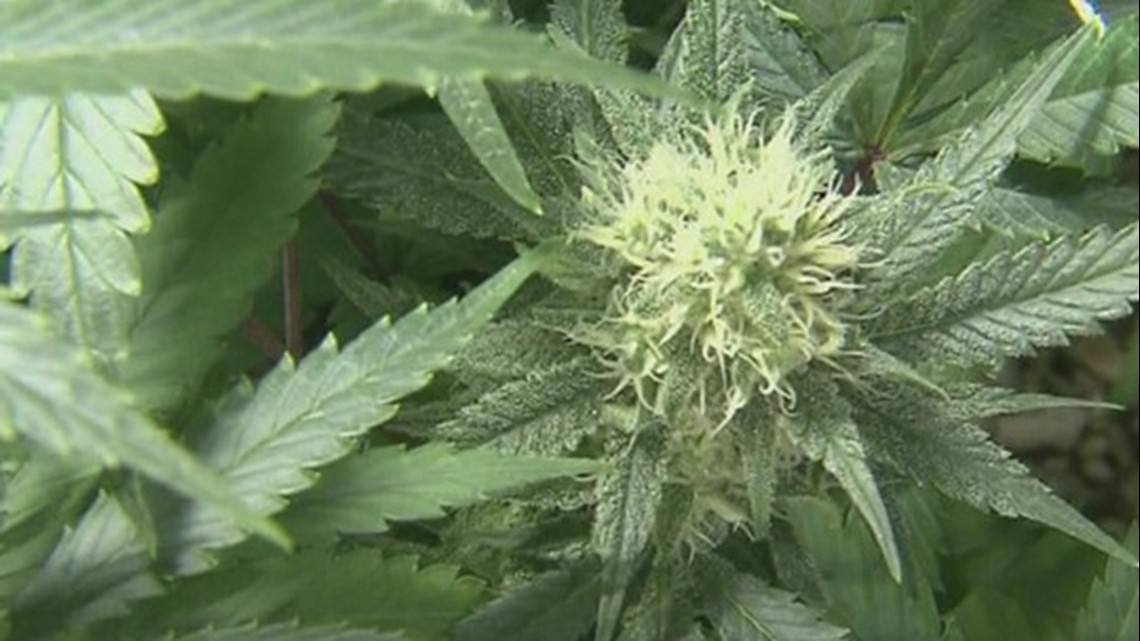 Effort to decriminalize marijuana fails in North York Borough | fox43.com