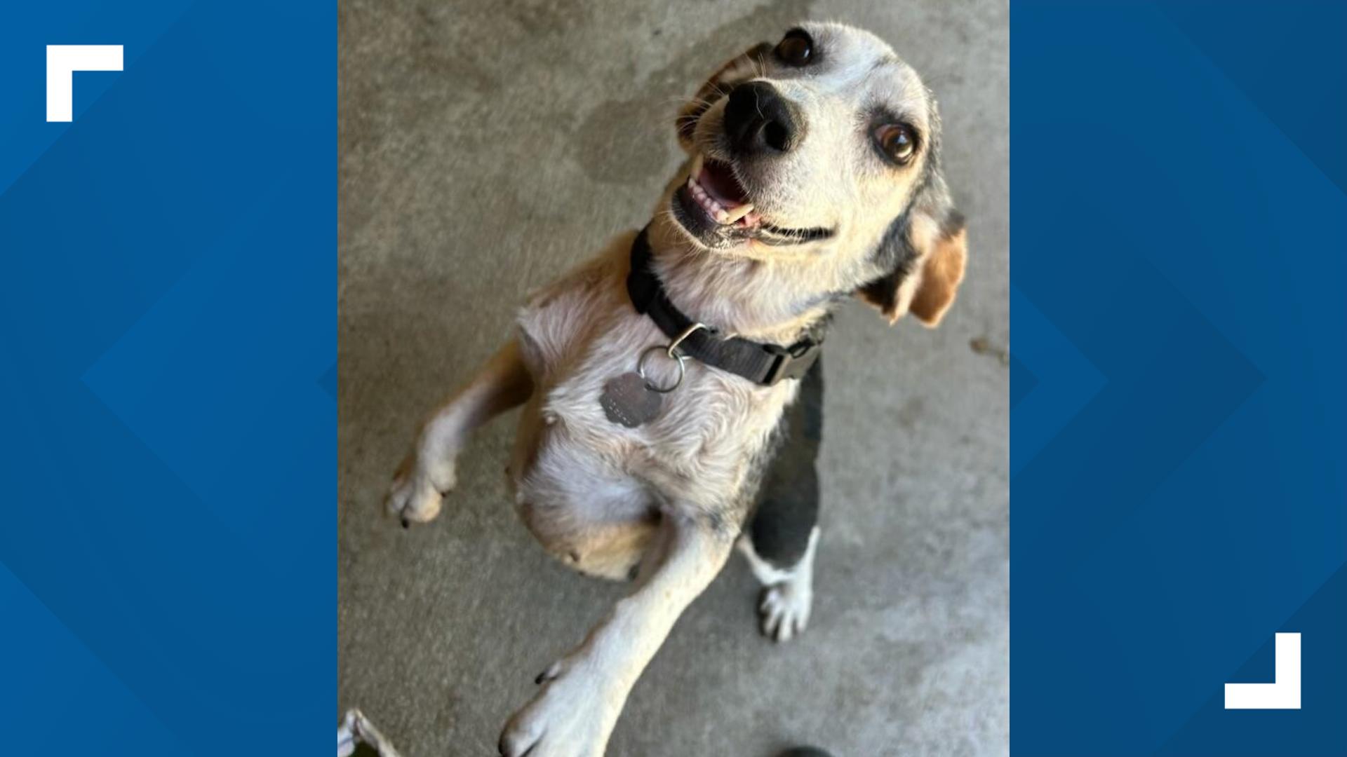 Bridget is a 7-year-old beagle mix who loves to zoom outside in the yard. She's available for adoption at Animal Rescue Inc.