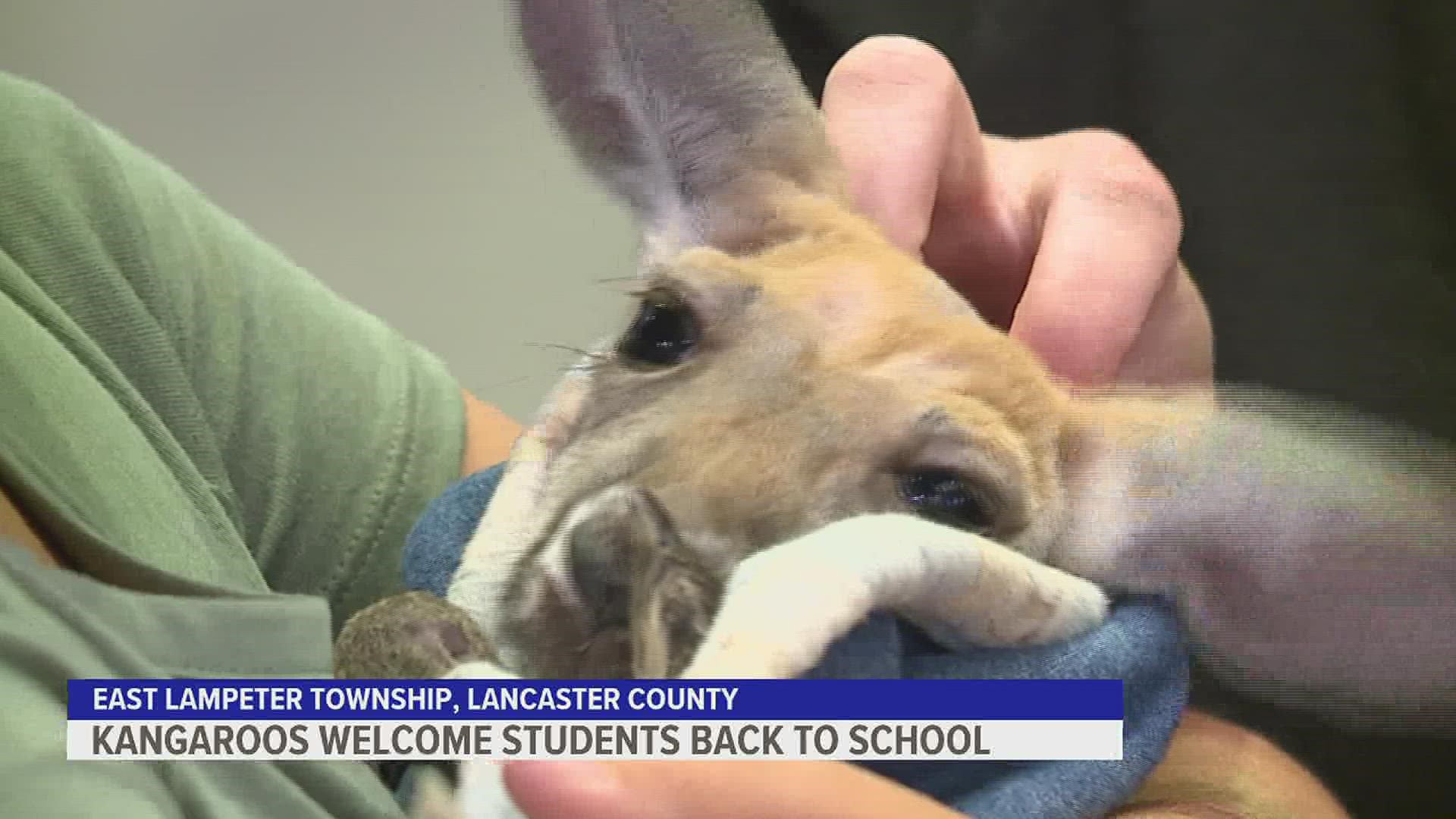 Two joeys from Aldinger Farms in Dauphin County visited with students Monday in order to reduce anxiety for the new semester.