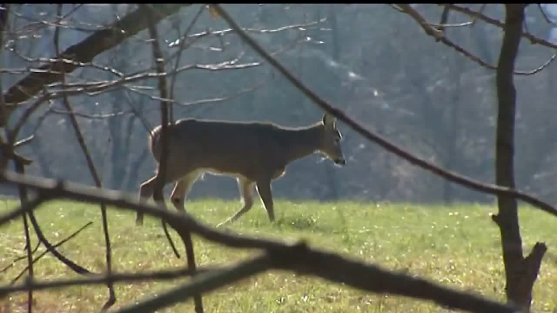 Drivers cautioned to look out for deer during mating season in Central Pa.